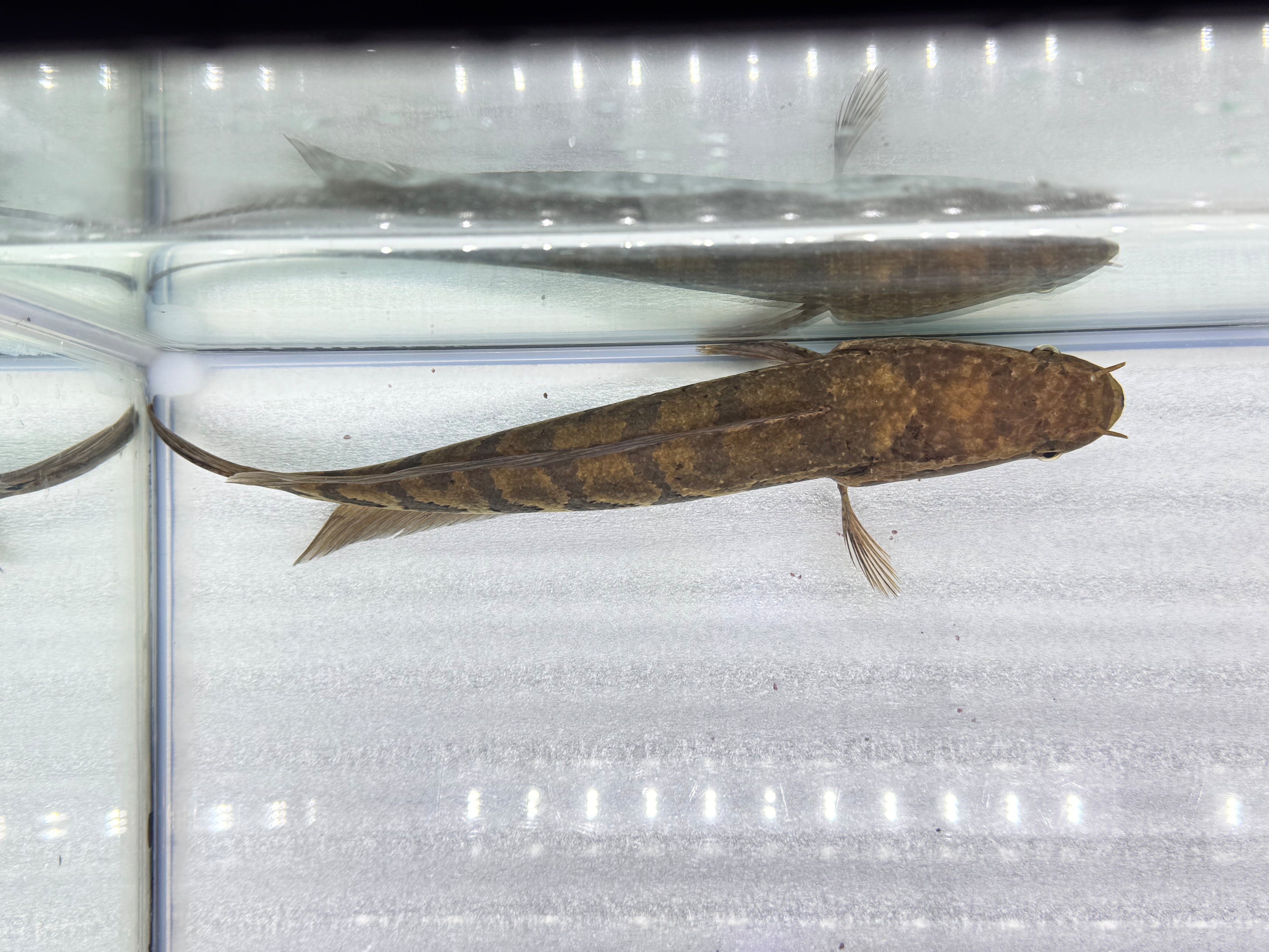 直輸入】アフリカンスネークヘッド30up⑱31cm | AQUASTYLEG