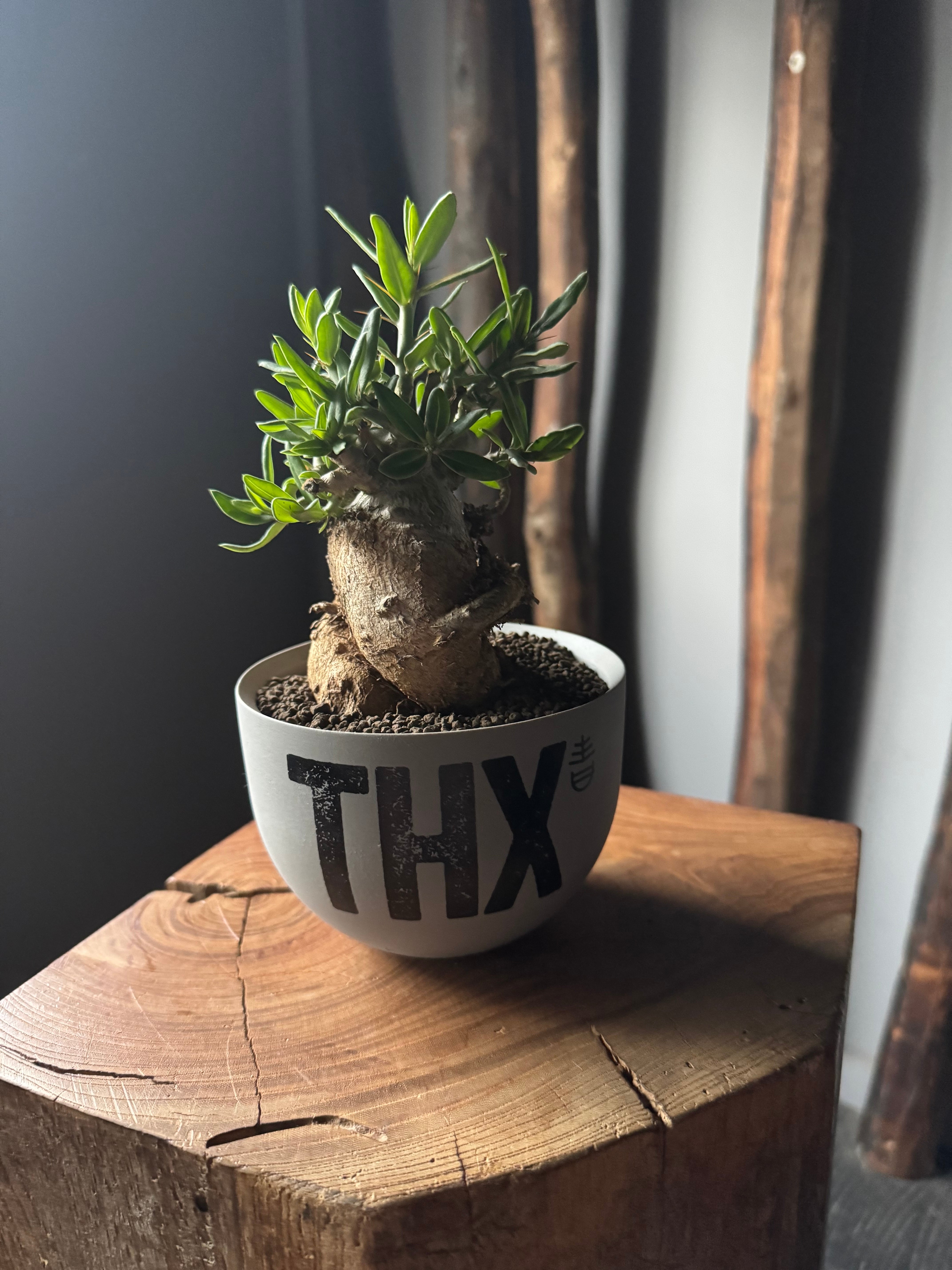 【新着】Pachypodium bispinosum × VALIEM GHOST“THX鉢”青坊主別注 Gray Color【size】