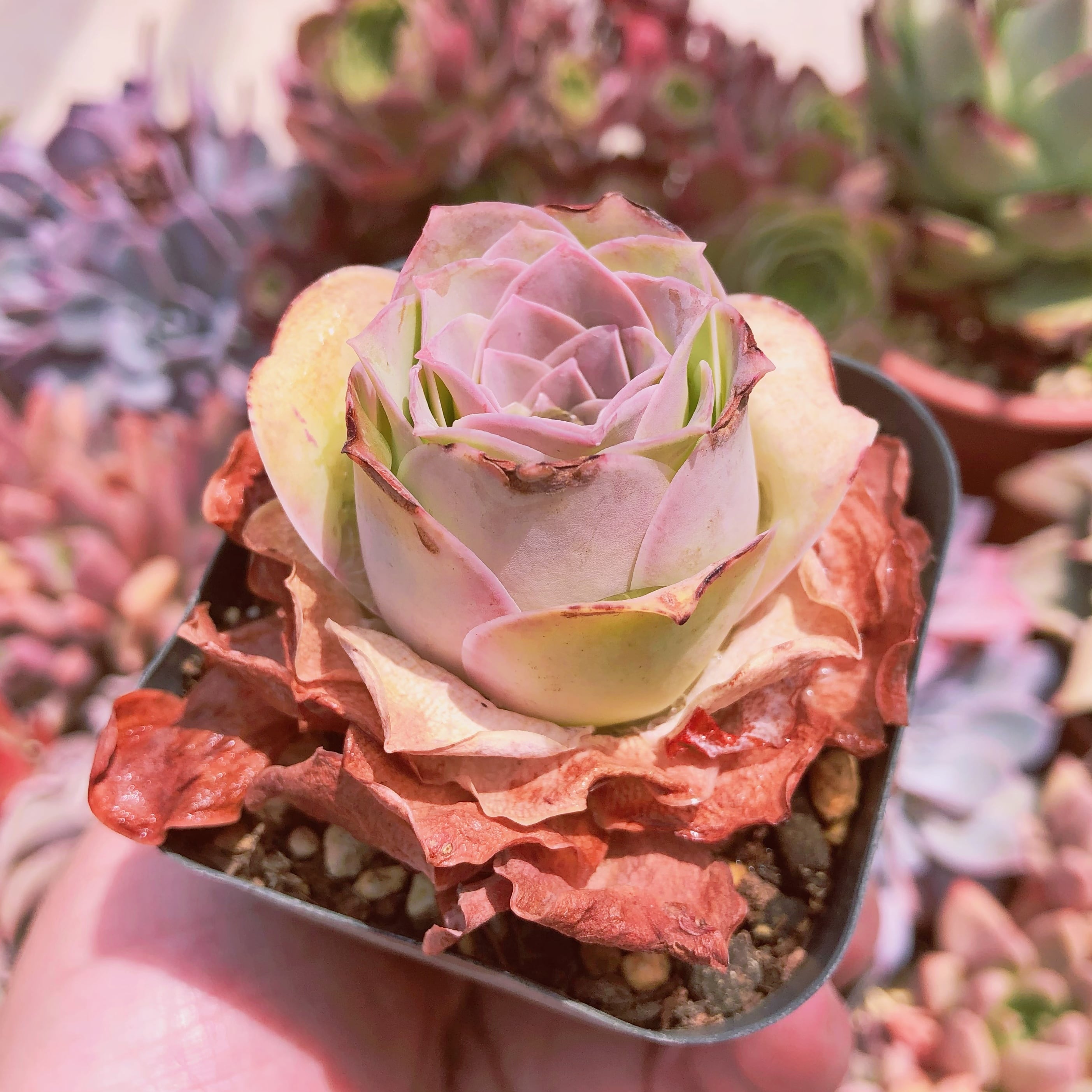 多肉植物　グリーノビア  ピンクローズ　