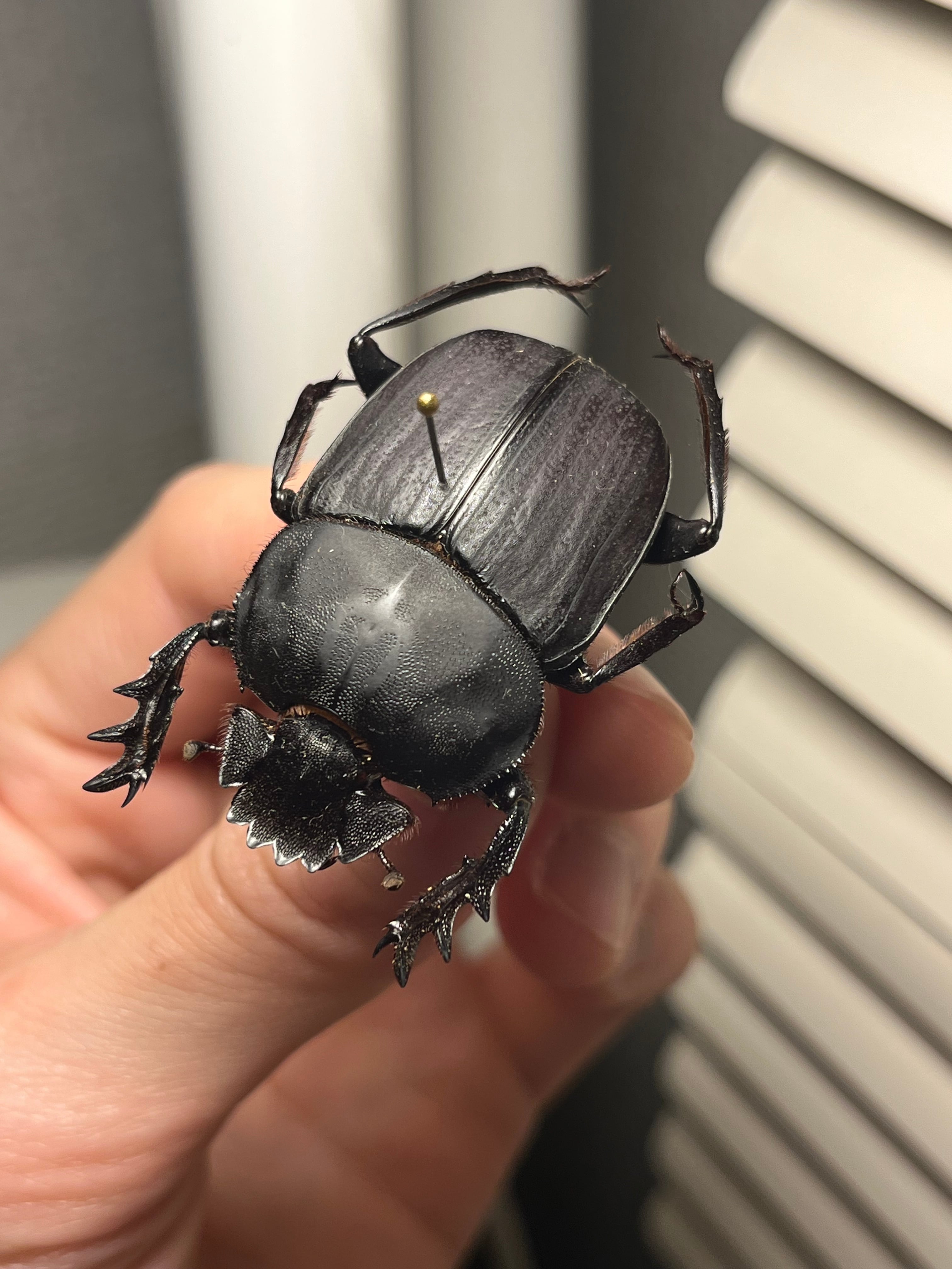糞虫標本】タマオシコガネの一種 Pachysoma 糞虫フンコロガシ甲虫昆虫