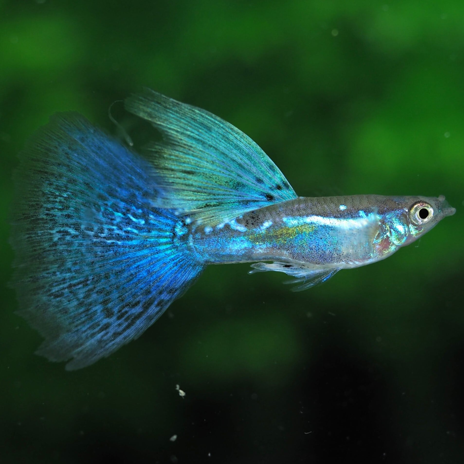 キクラ・メラニアエ 15cm＋ 1匹 [26395] 不二熱帯魚