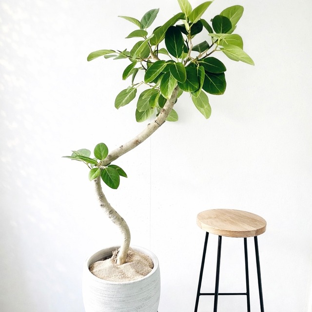 【Luxury Plants】フィカス ベンガレンシス 陶器鉢仕立て