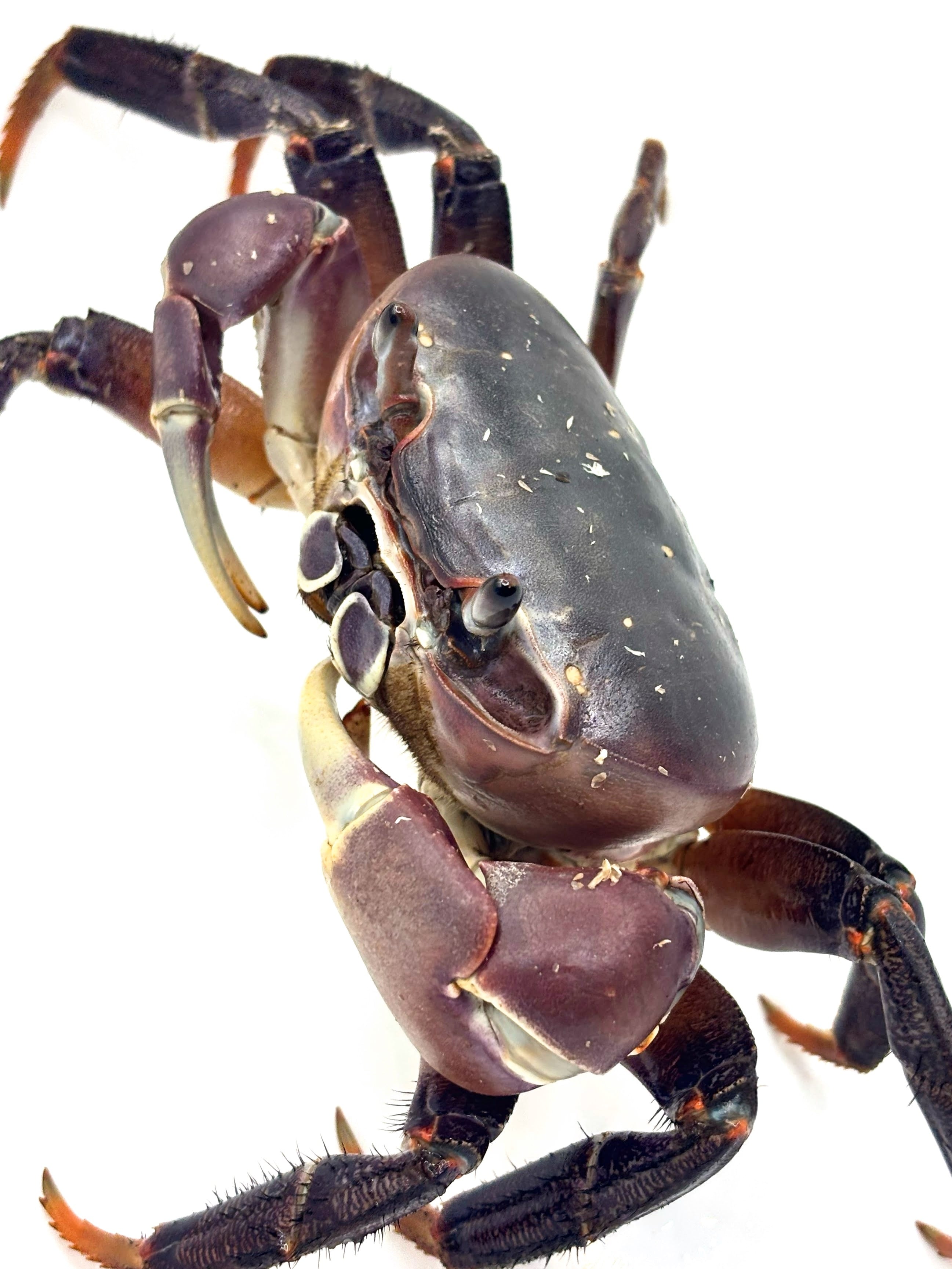カクレイワガニ 白化個体 インドネシア産 1匹 | まるころ商店〜まるく