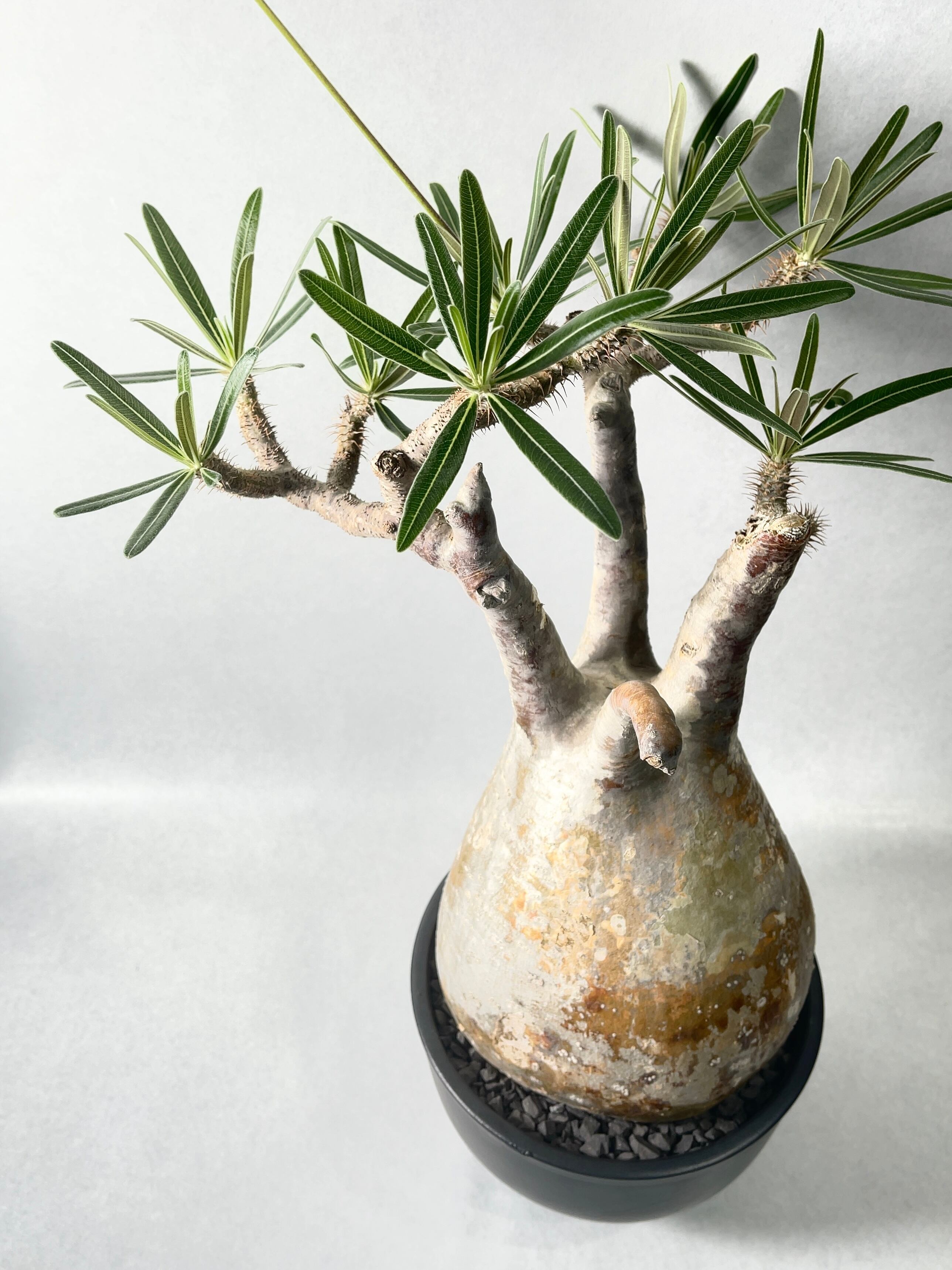 パキポディウム・グラキリス⑫ パキポディウムグラキリス 発根済 gk-528 オンラインショップ