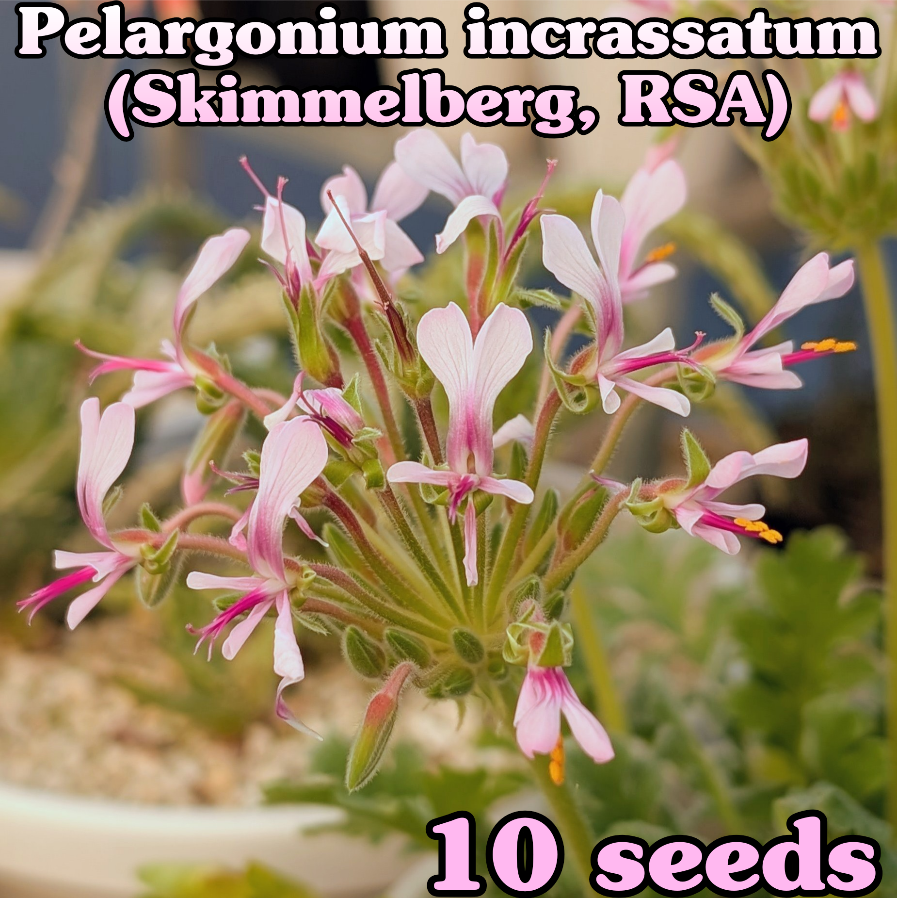 種子/10粒】Pelargonium incrassatum “white flower” (Skimmelberg