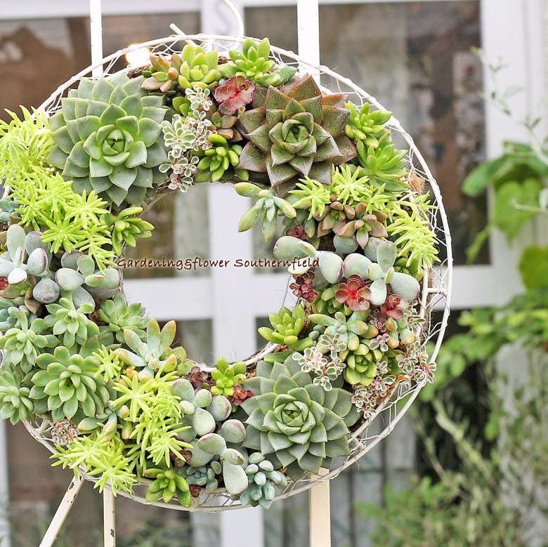 多肉植物寄せ植え ギャザリングリースMサイズ30cm | Gardening＆Flower