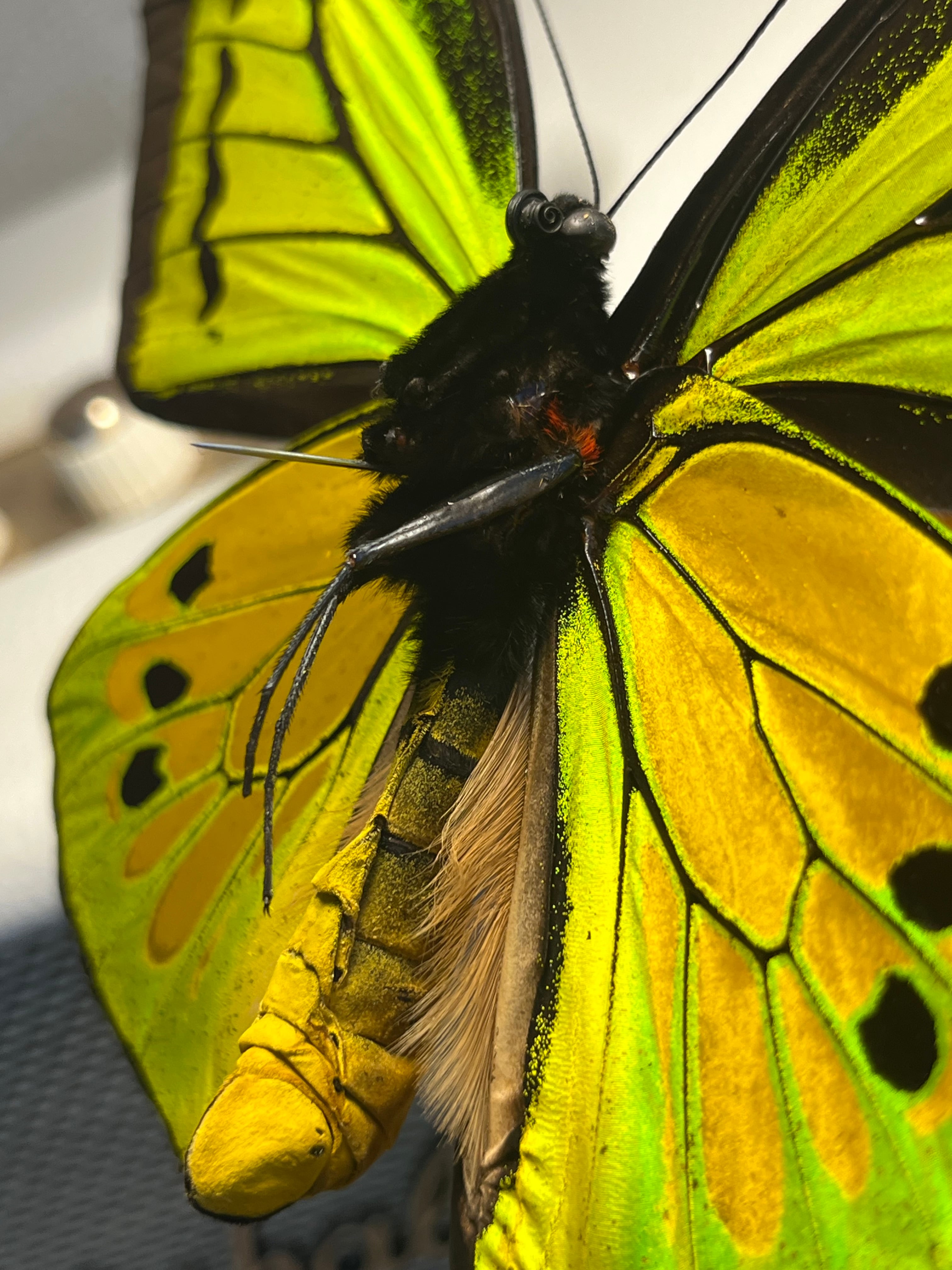 【外国産蝶標本】ゴライアストリバネアゲハ 蝶最大級】ゴライアストリバネアゲハ 外国産蝶標本 蝶 標本 メガネ