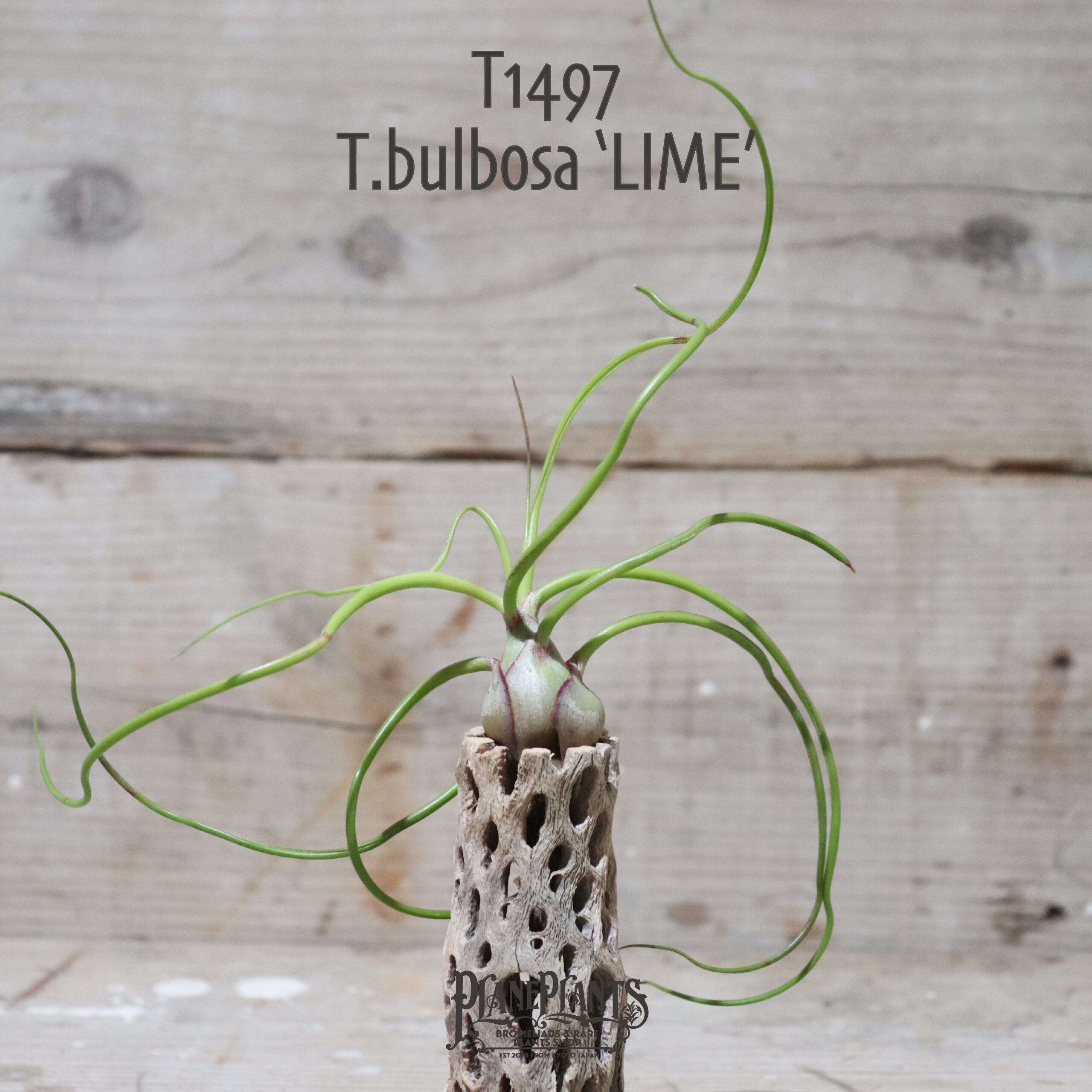 【request】bulbosa 'LIME'〔エアプランツ〕現品発送T1497