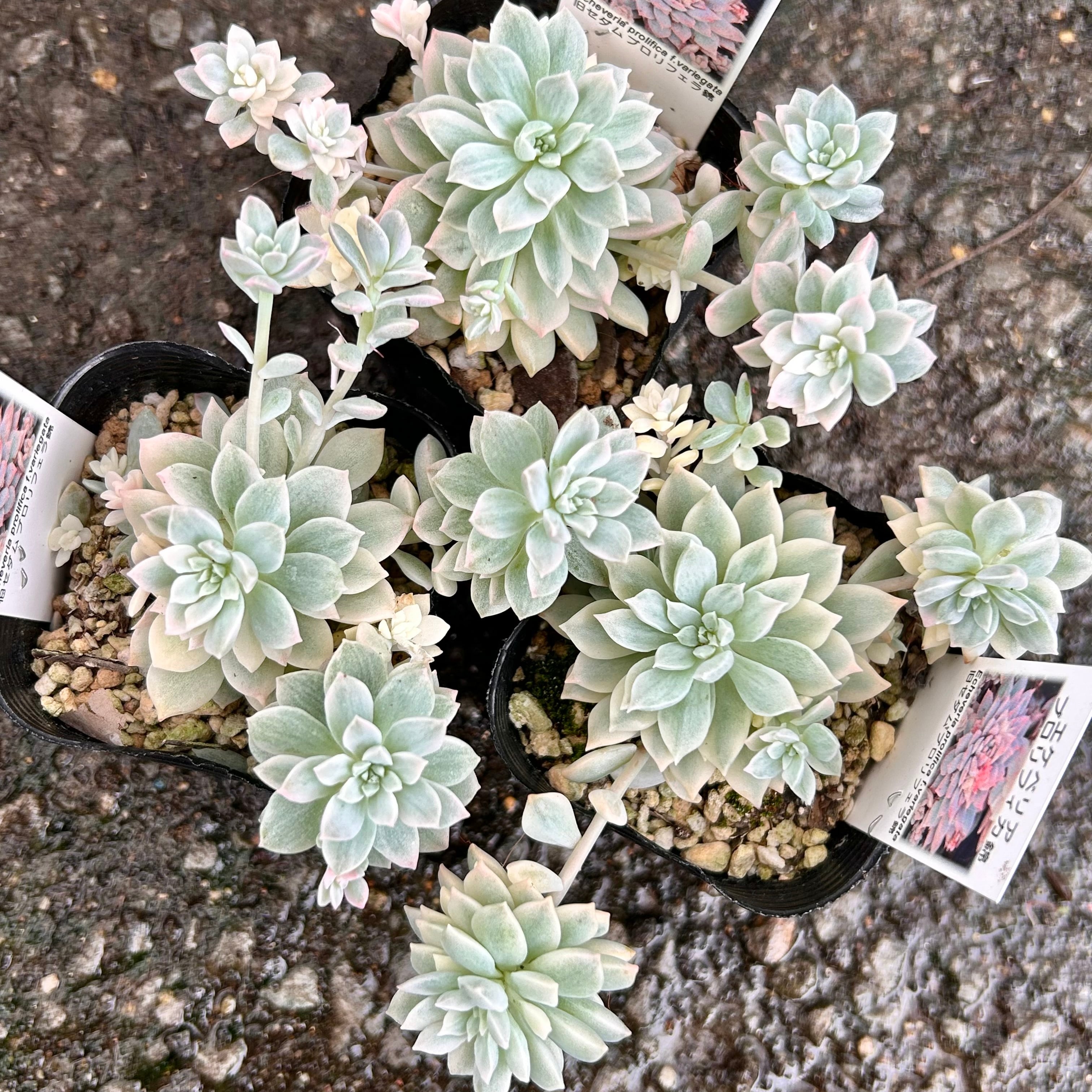 錦 | RuPo 多肉植物専門店
