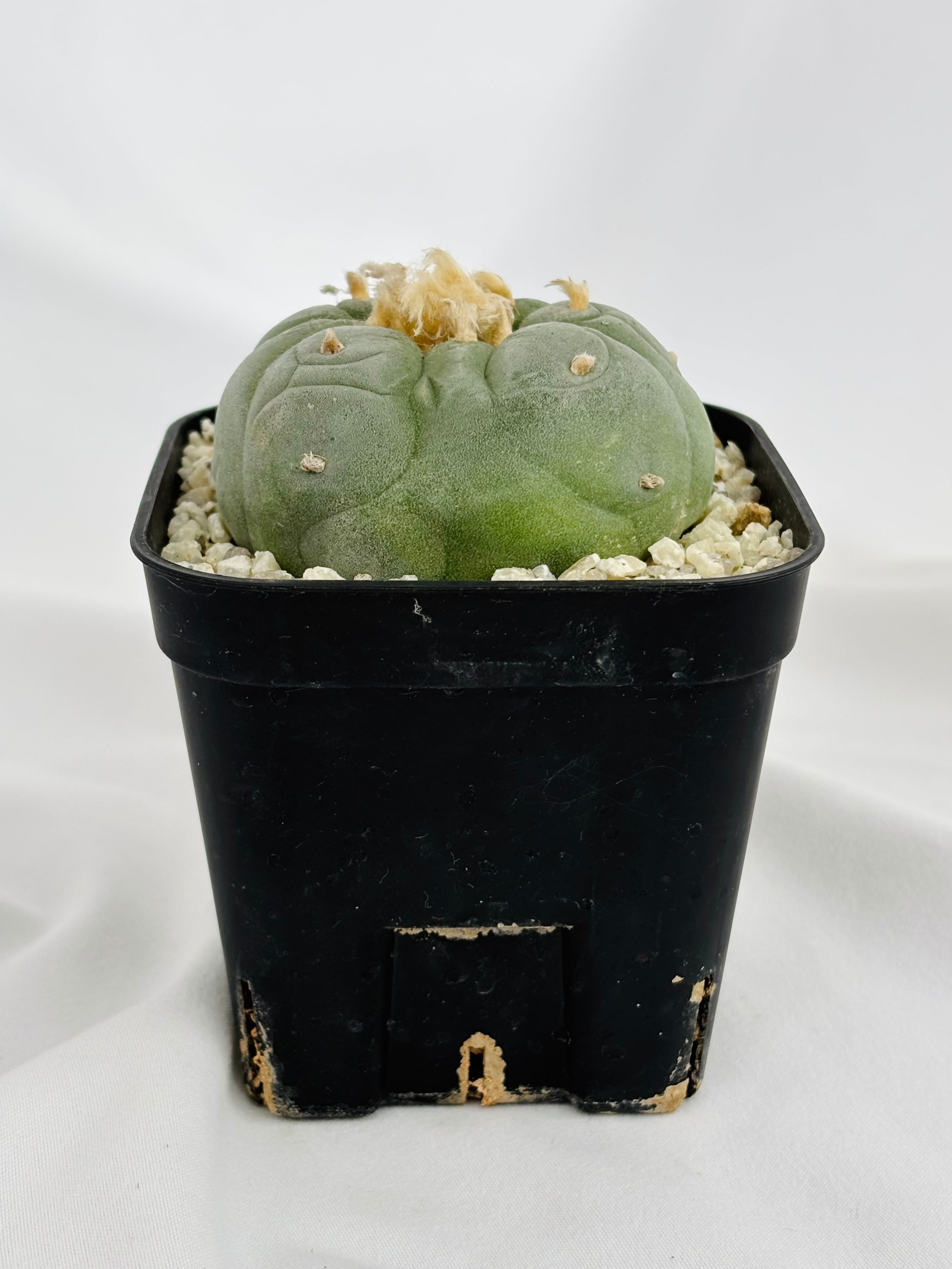 サボテン　ロホホラ　疣銀冠玉錦綴化　カキコ Lophophora williamsii var. decipiens ロフォフォラ 大疣銀冠玉
