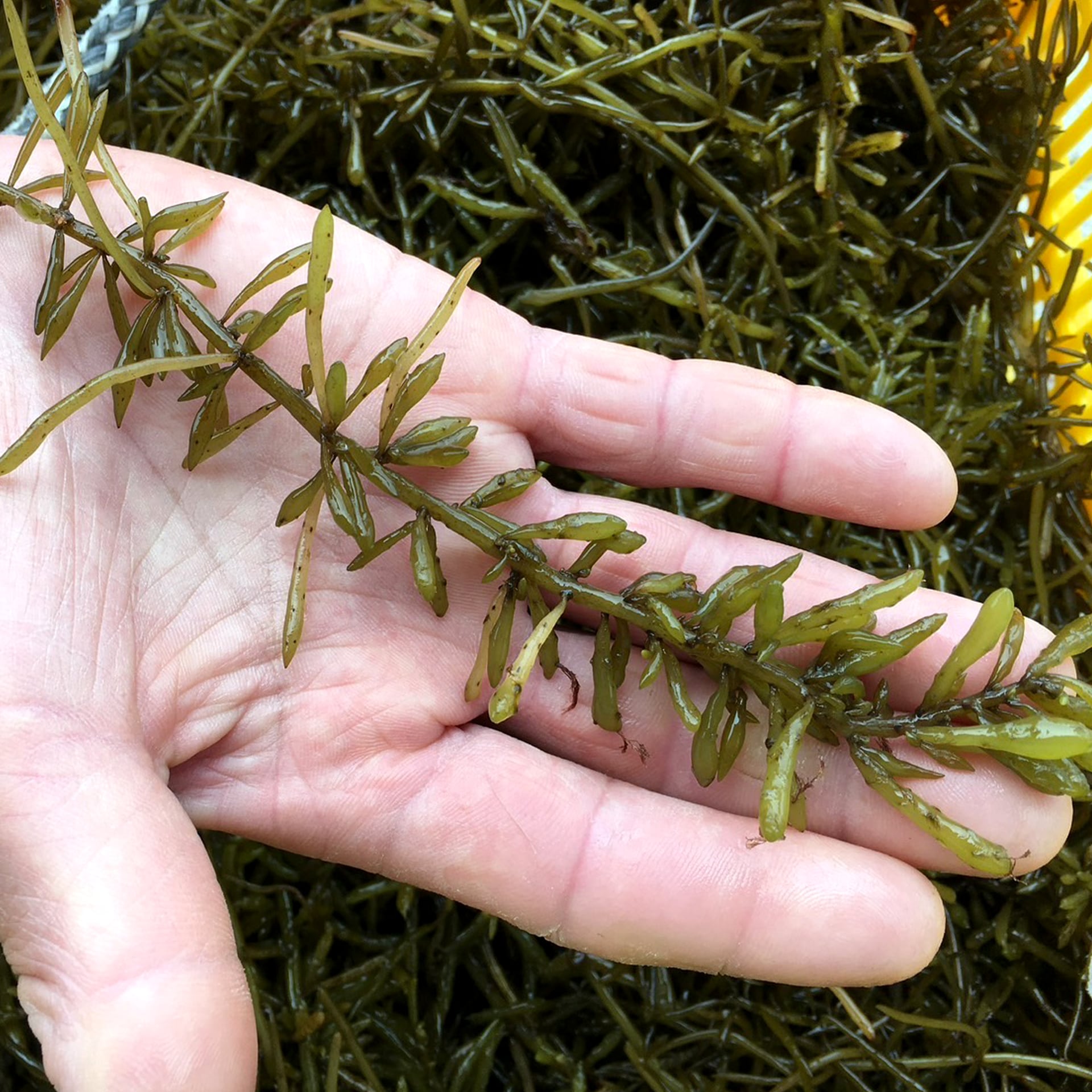 小豆島手延べひじき麺　6束×3袋