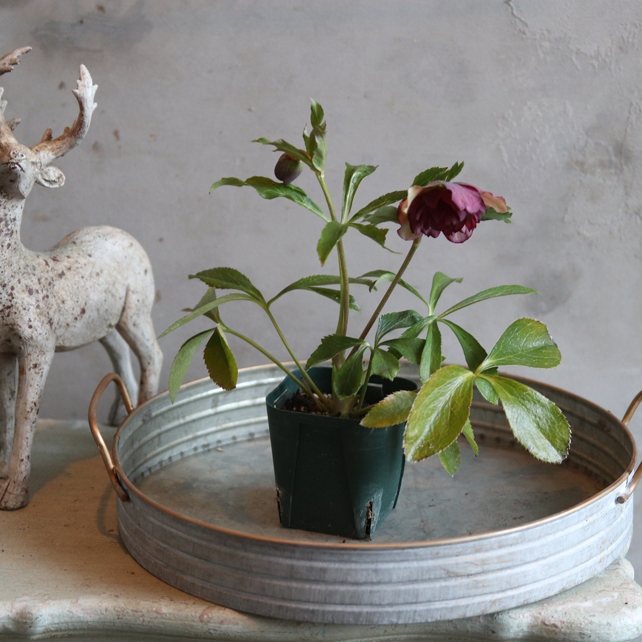 クリスマスローズ　 ハイブリッド八重咲き　ローズ　宿根草　庭、花壇にオススメ　寒さに強い　切花にも使える　