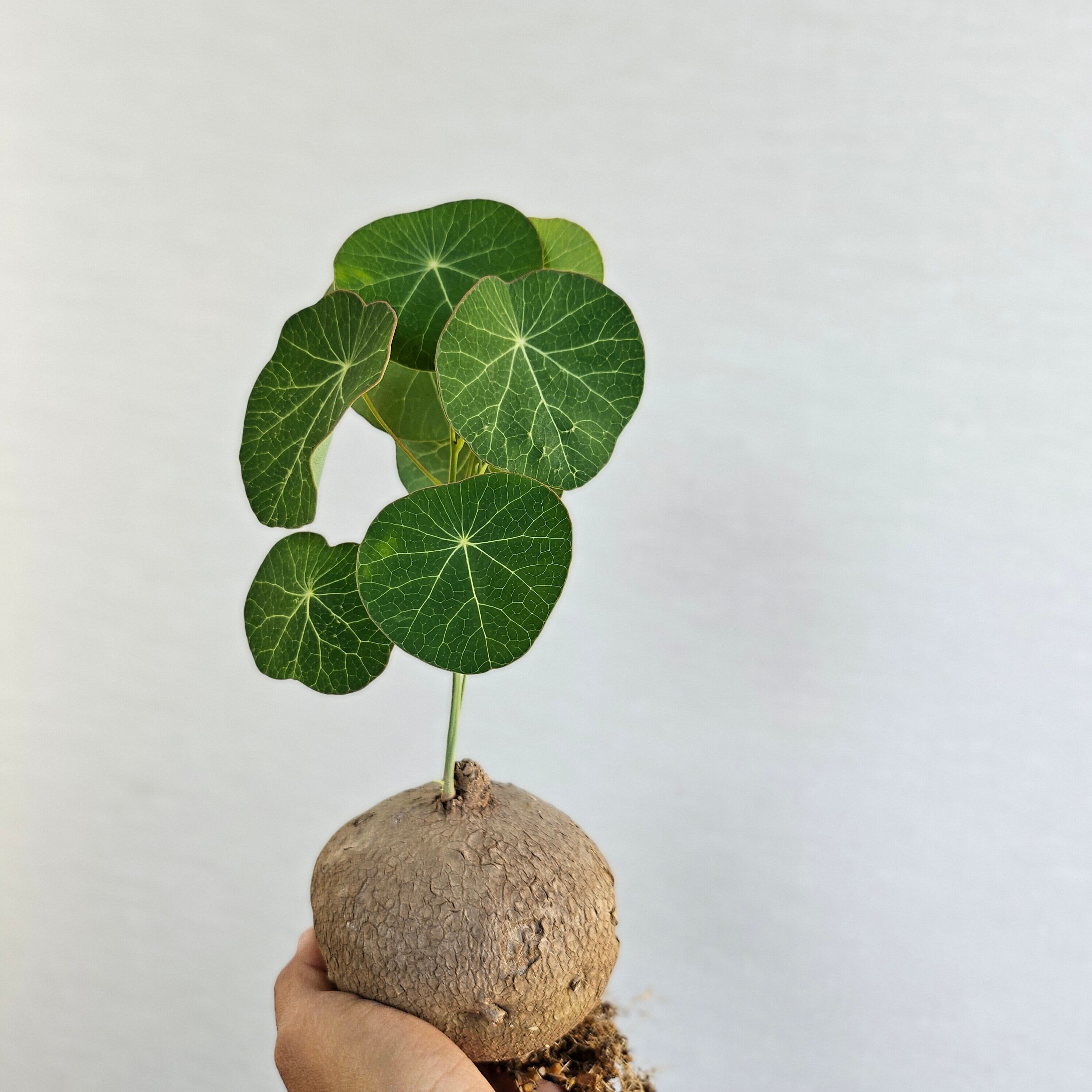 ②♡特大9cm♡〚ステファニア エレクタ〛Stephania Erecta / ステファニアピエレイ 塊根植物 コーデックス 抜き苗 発芽済