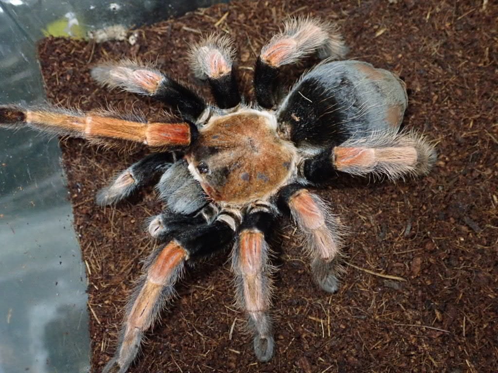 gravity！タランチュラ！ Tarantula タランチュラ | Bebe Rep. 奇蟲部門