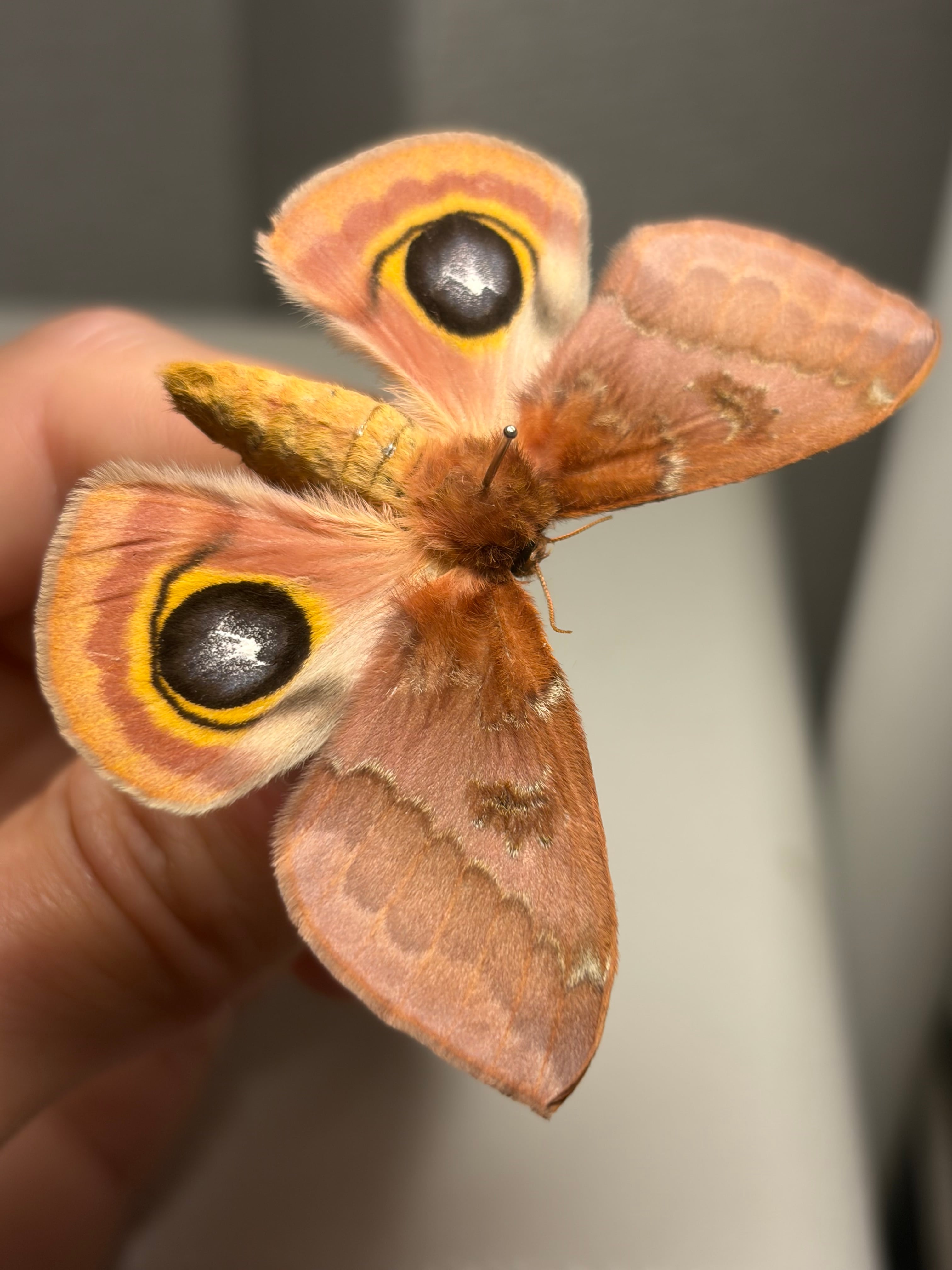 イオメダマヤママユ 標本 Automeris io ヤママユガ 外国産蛾標本