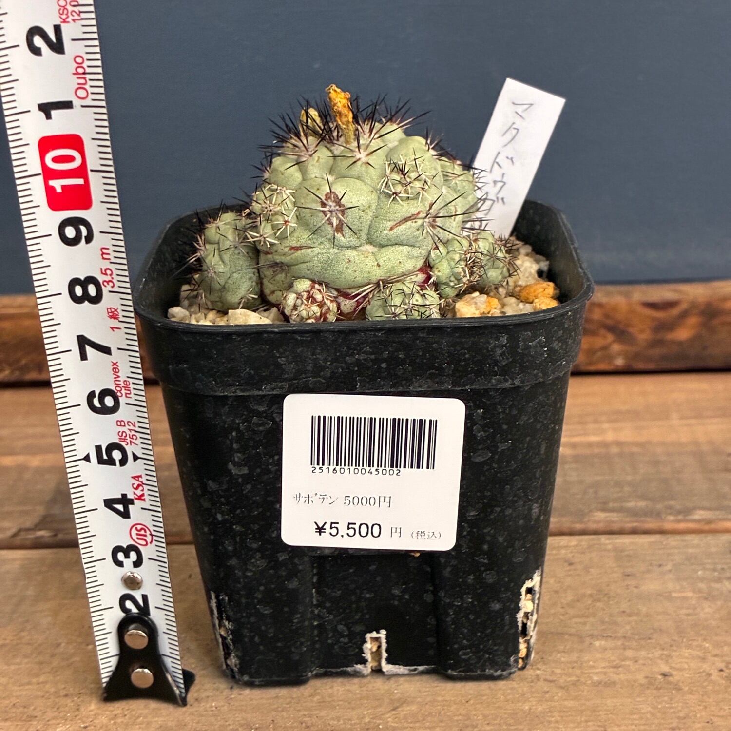 オルテゴカクタス　マクドガリー　実生 Copiapoa】サボテン オルテゴカクタス マクドガリー実生【870