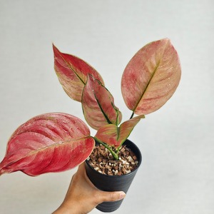 Aglaonema Sp. "Heng Heng"  アグラオネマ Sp. ヘンヘン