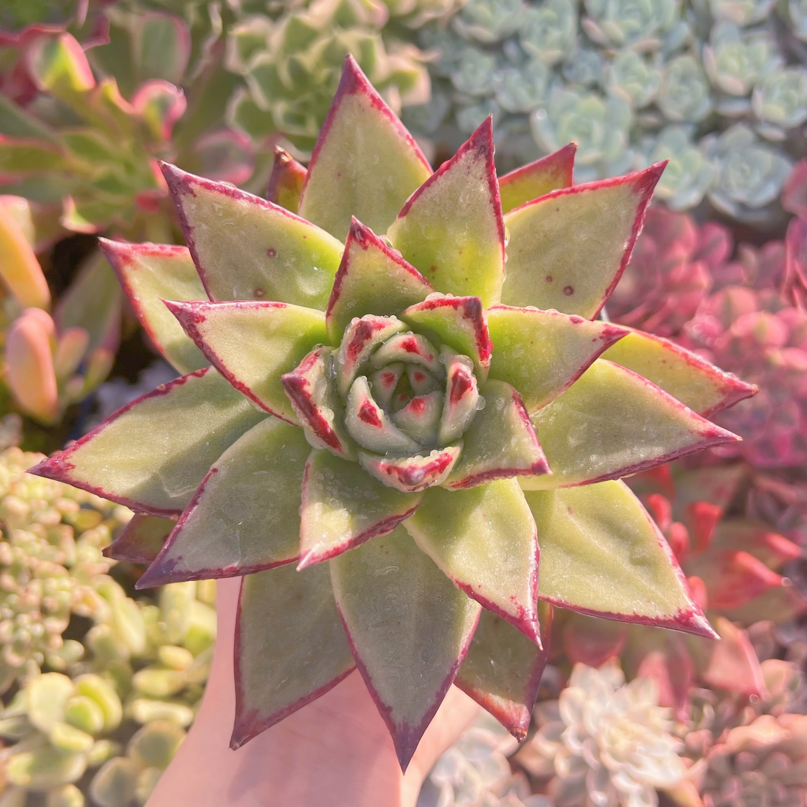 現品　黒壇#A30    古株   るる農園