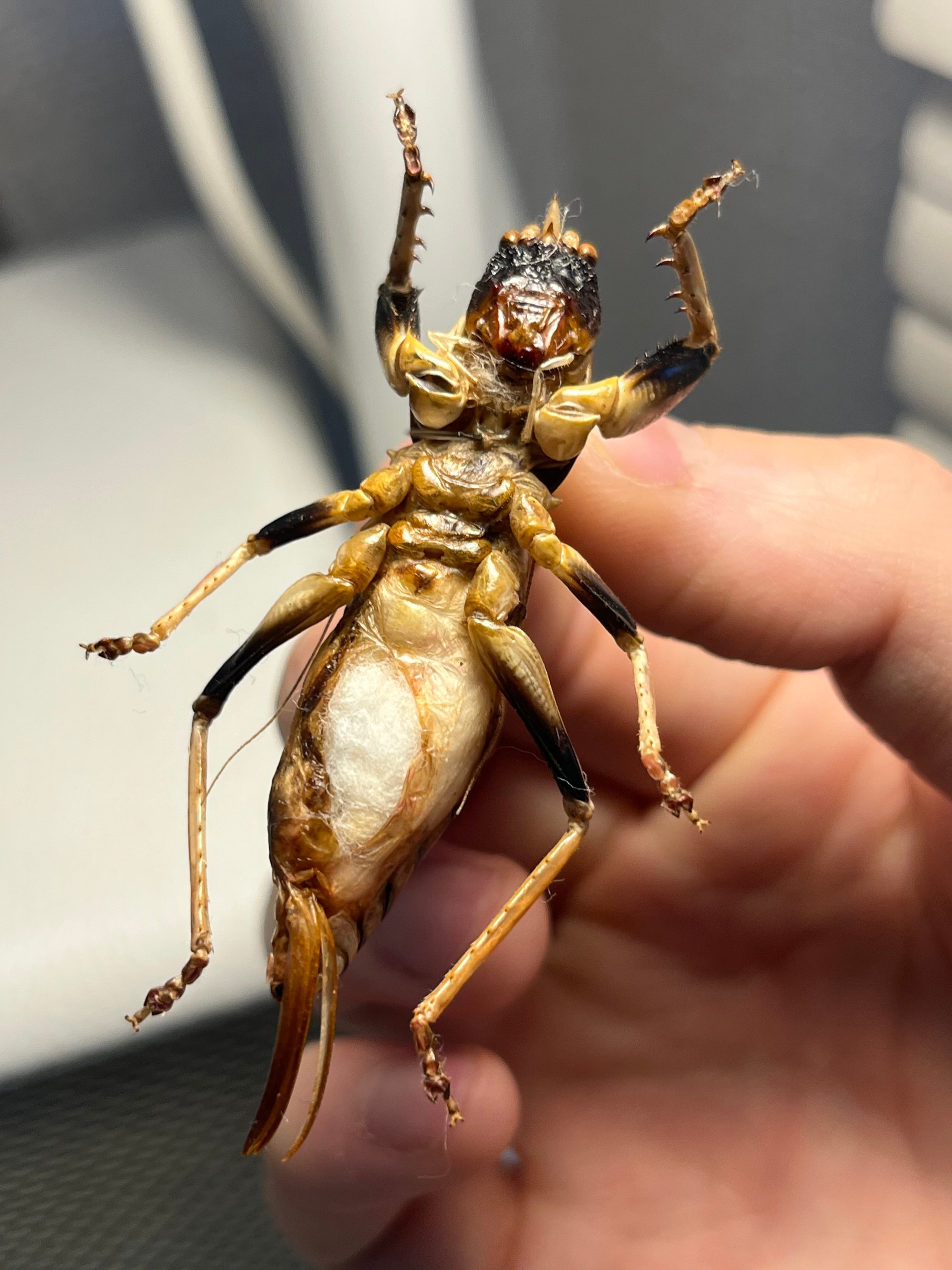 美麗♀】ロブスターキリギリス マッチョキリギリス コロギス リオック