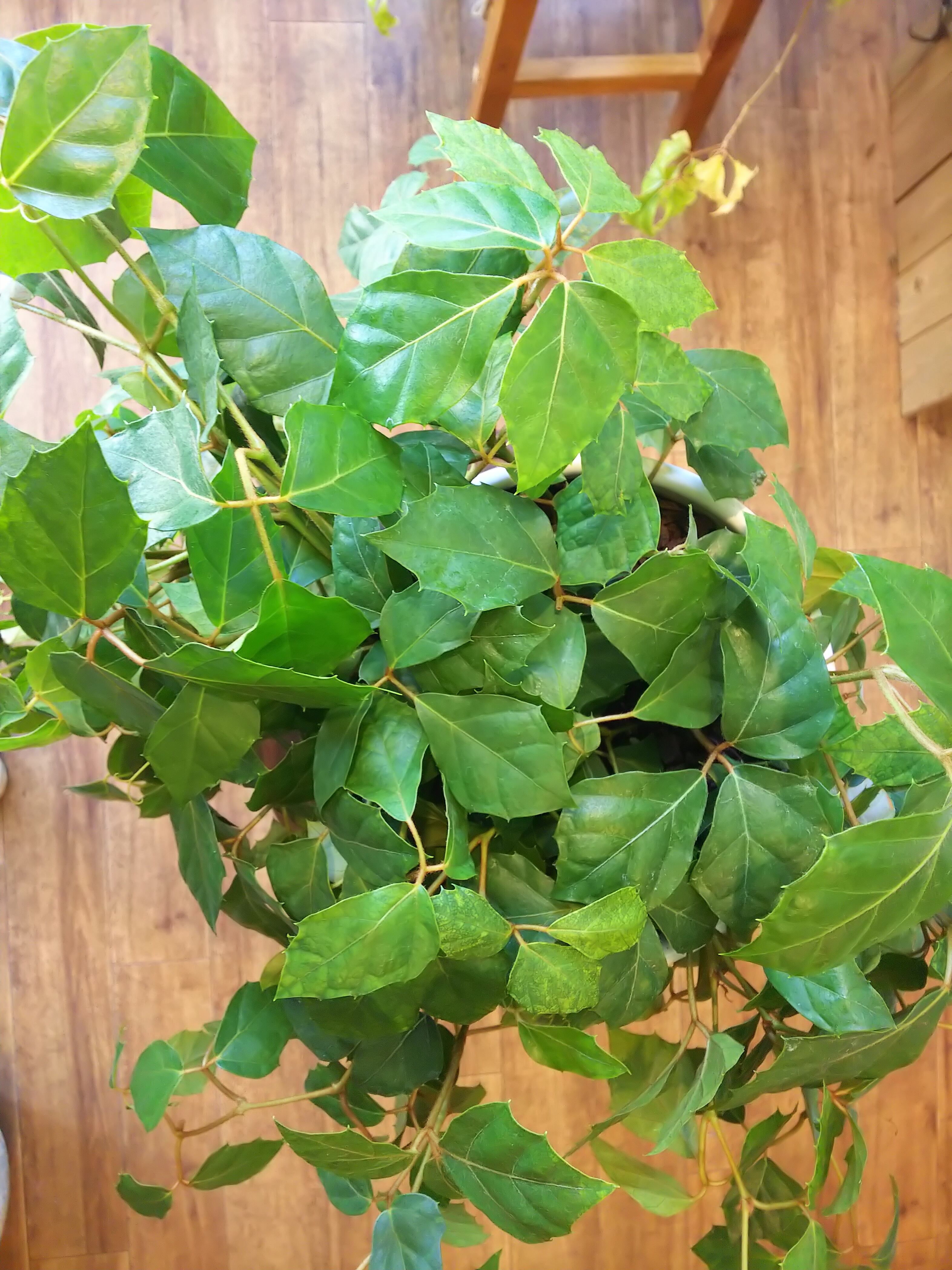 グレープアイビー Queue グレープアイビー Queue