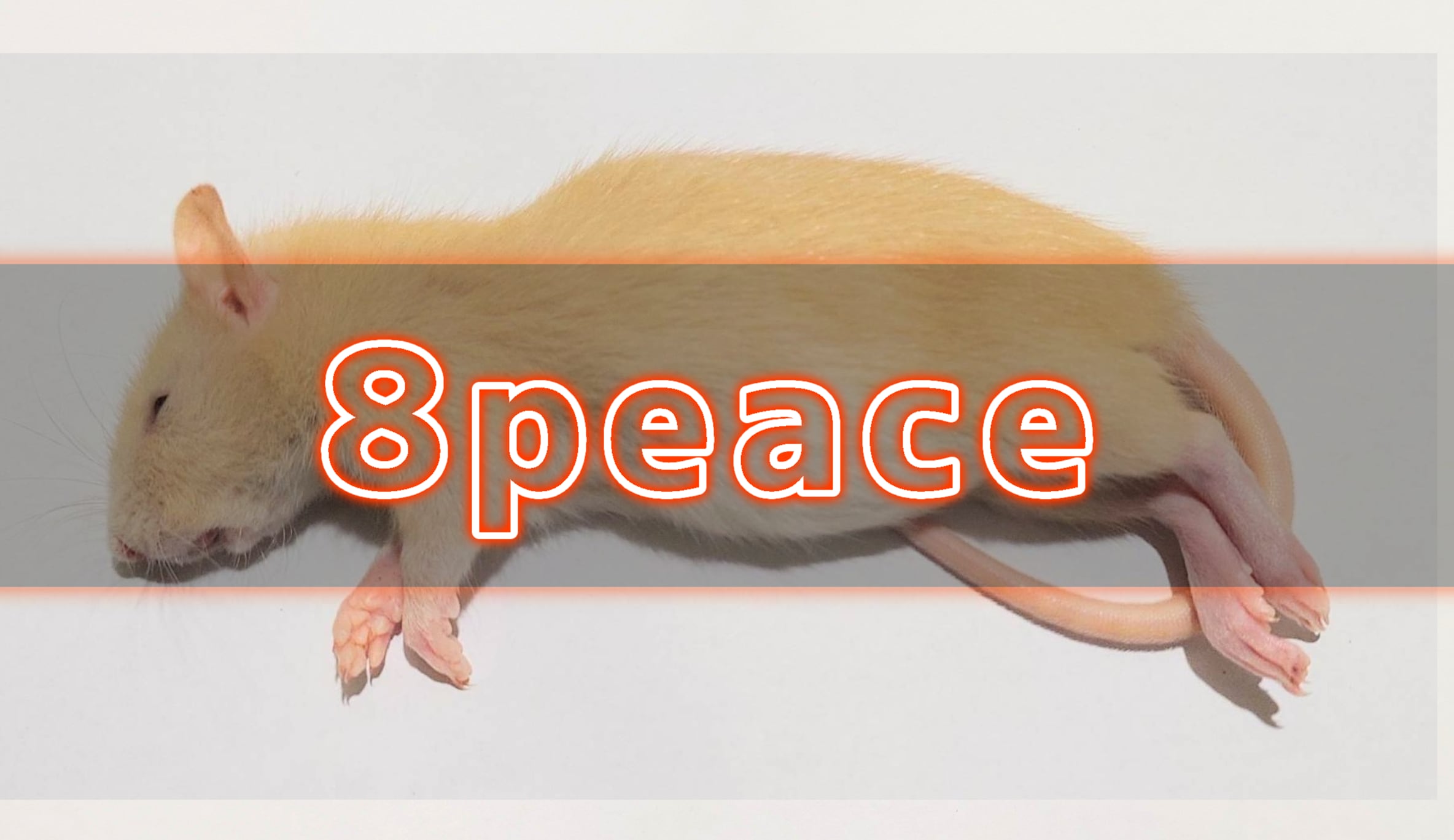 個包装 冷凍ラット260~300g 30匹 個包装 冷凍ラット260~300g