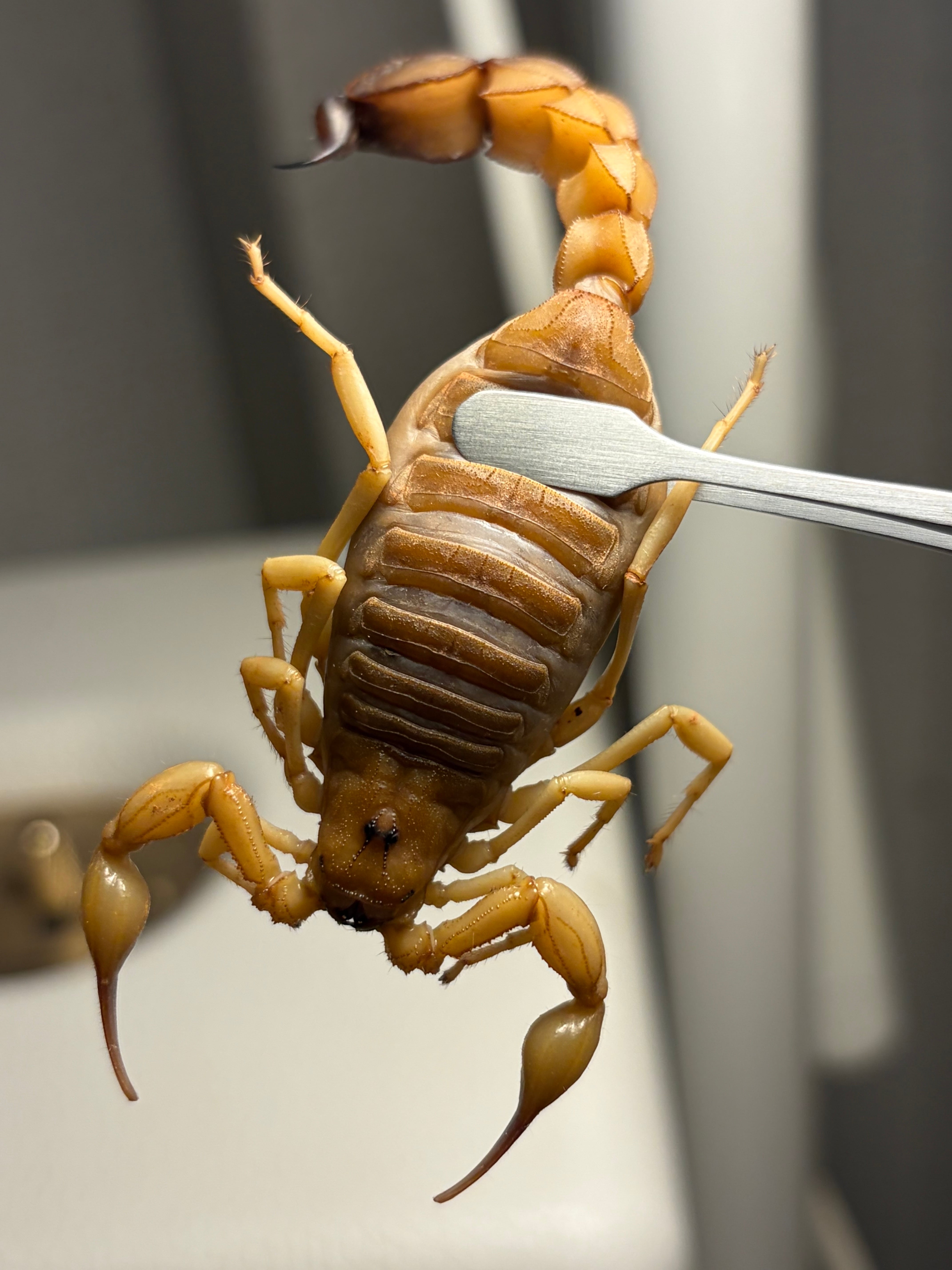 特定外来生物のイエローファットテールスコーピオン 標本 全長8cm程