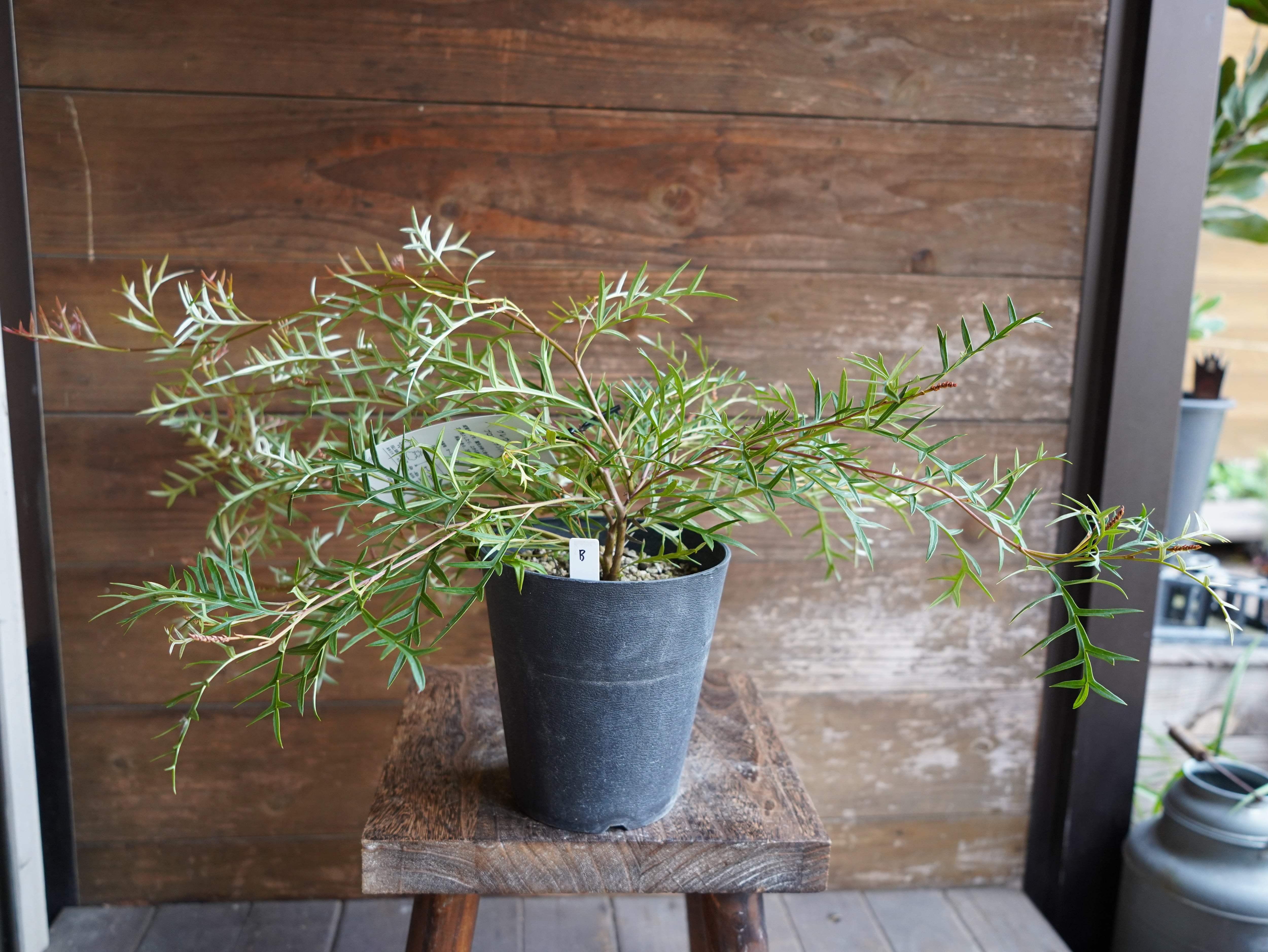 【現物】グレビレア ”ブロンズランバー” B