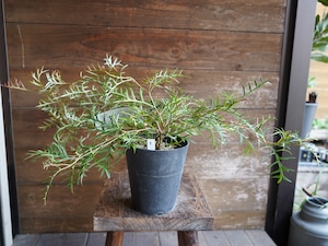 【現物】グレビレア ”ブロンズランバー” B