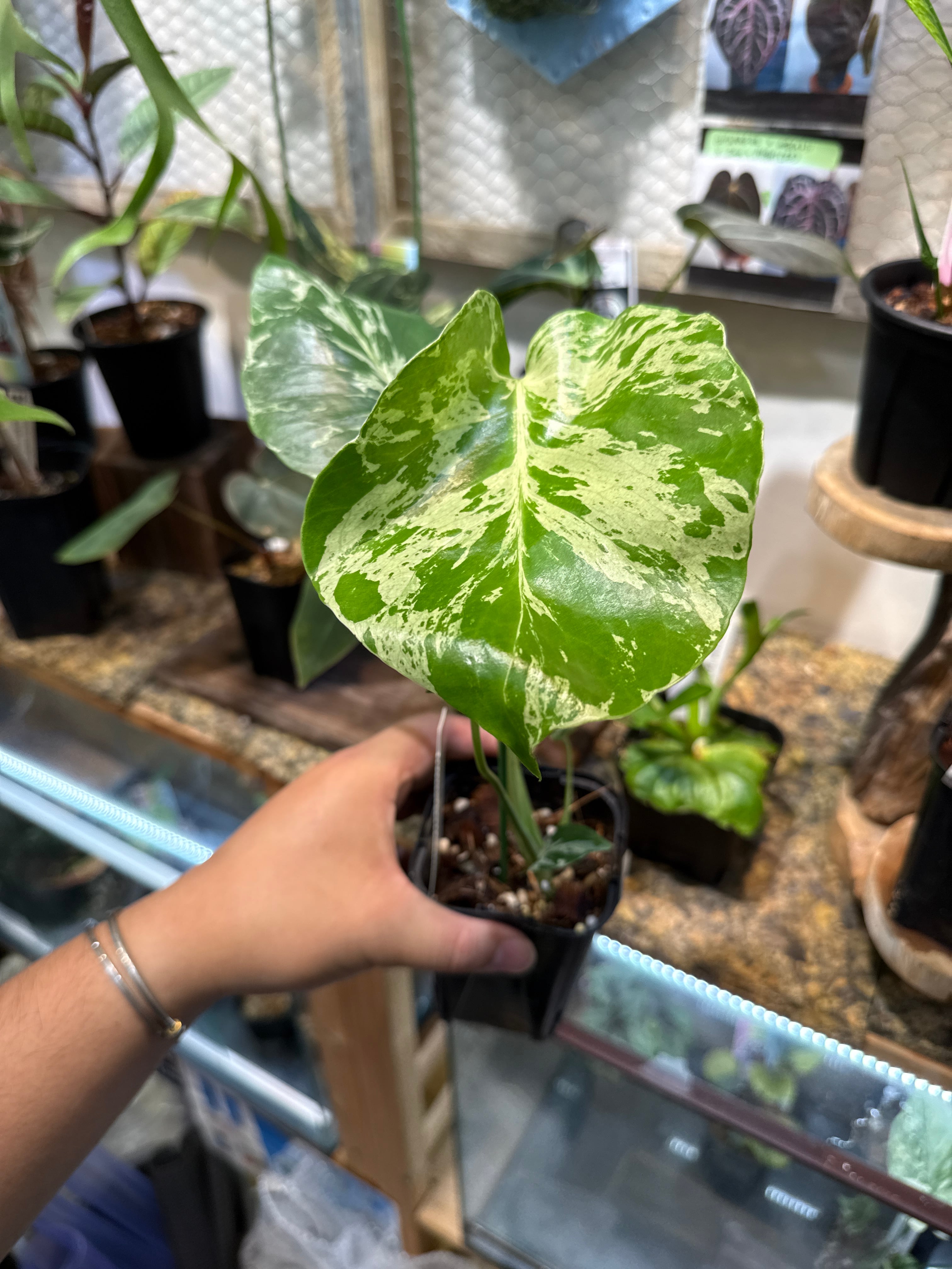✴︎モンステラ3種✴︎ ③ モンステラ デリシオサ バルバソー | Gardenえん 【観葉熱帯植物】