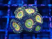 CareFragBreed Zoa 2