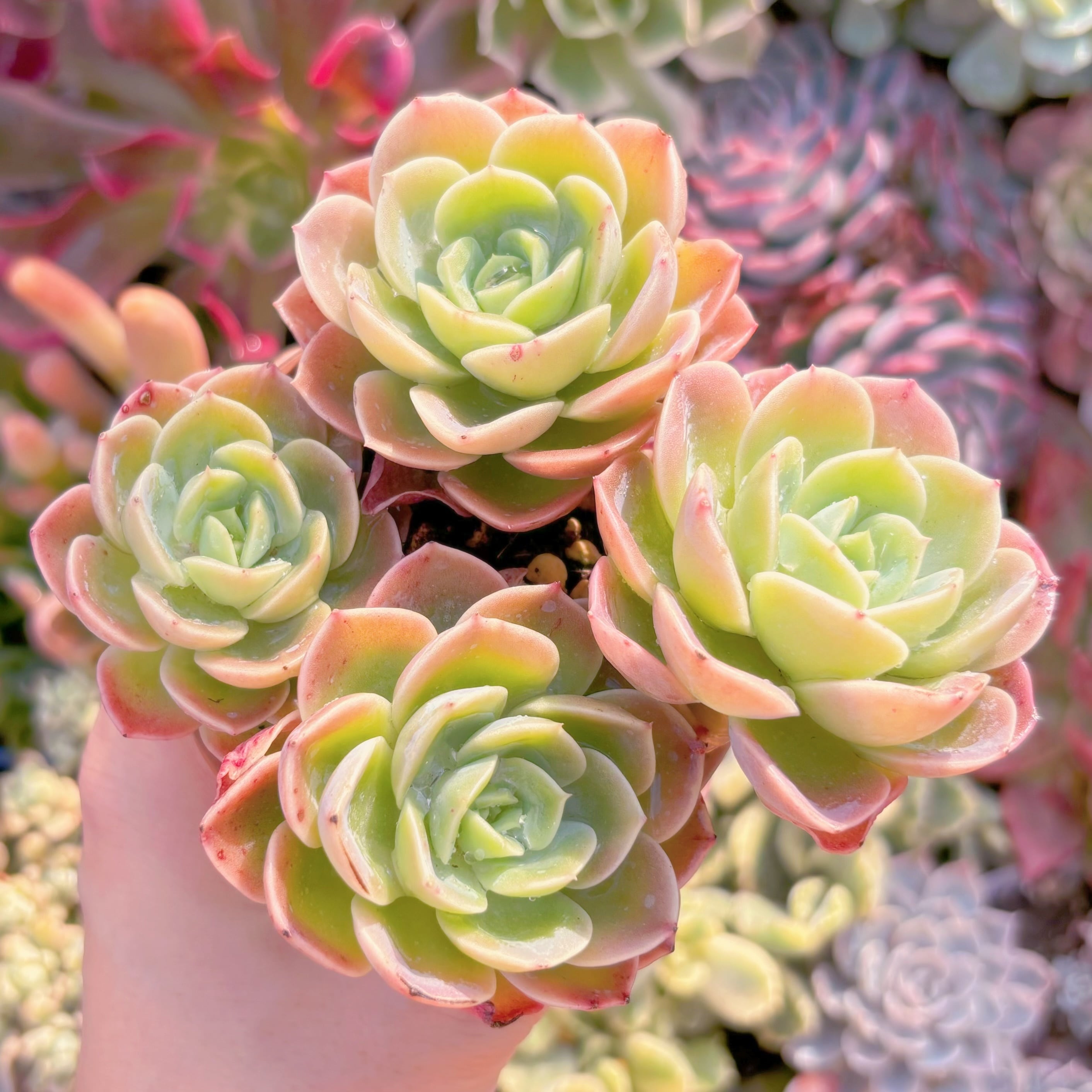 多肉植物　メロン　群生　新入荷　るる農園