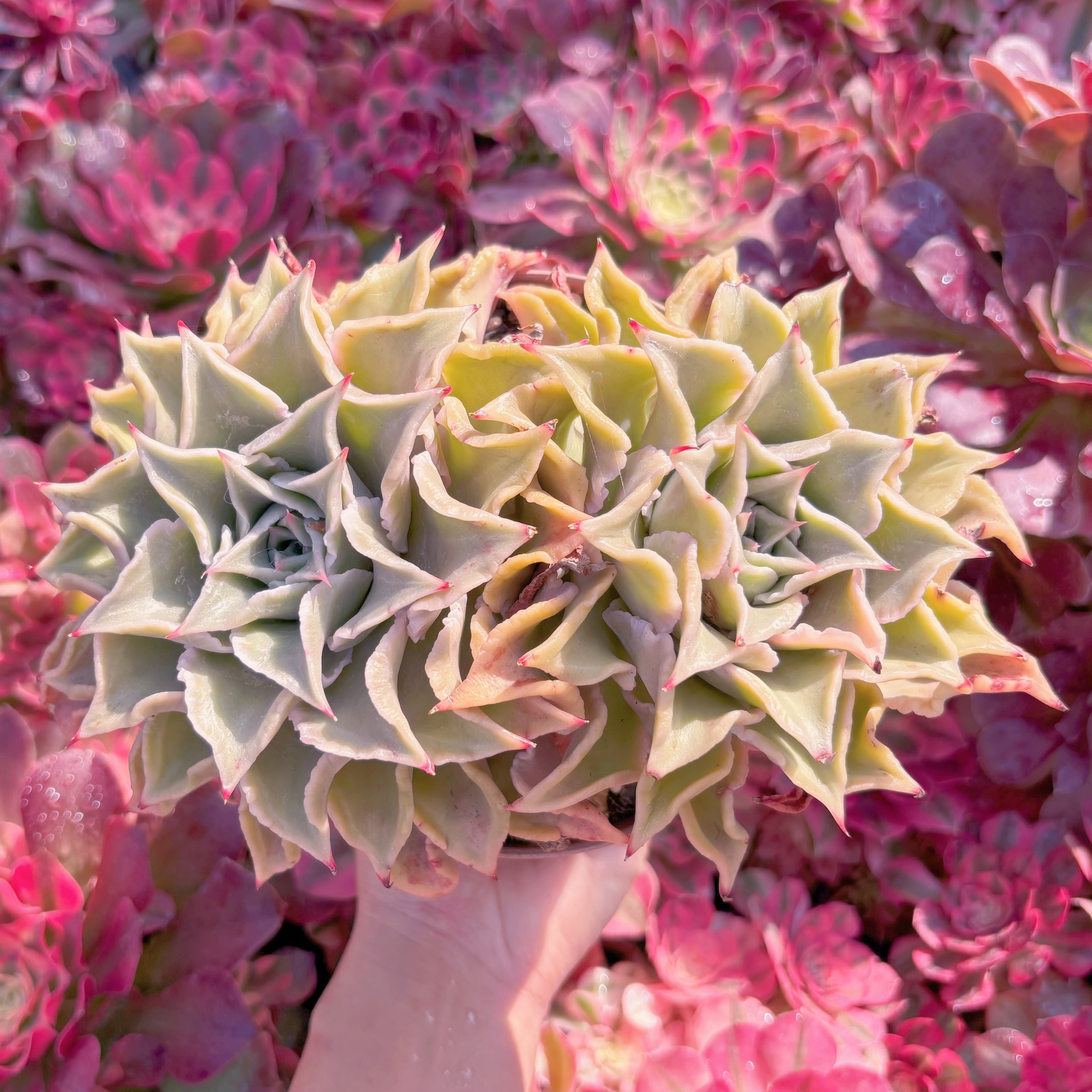 現品　マディバ#K100　特大群生　るる農園