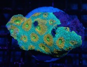 Achanthastrea Echinata 2