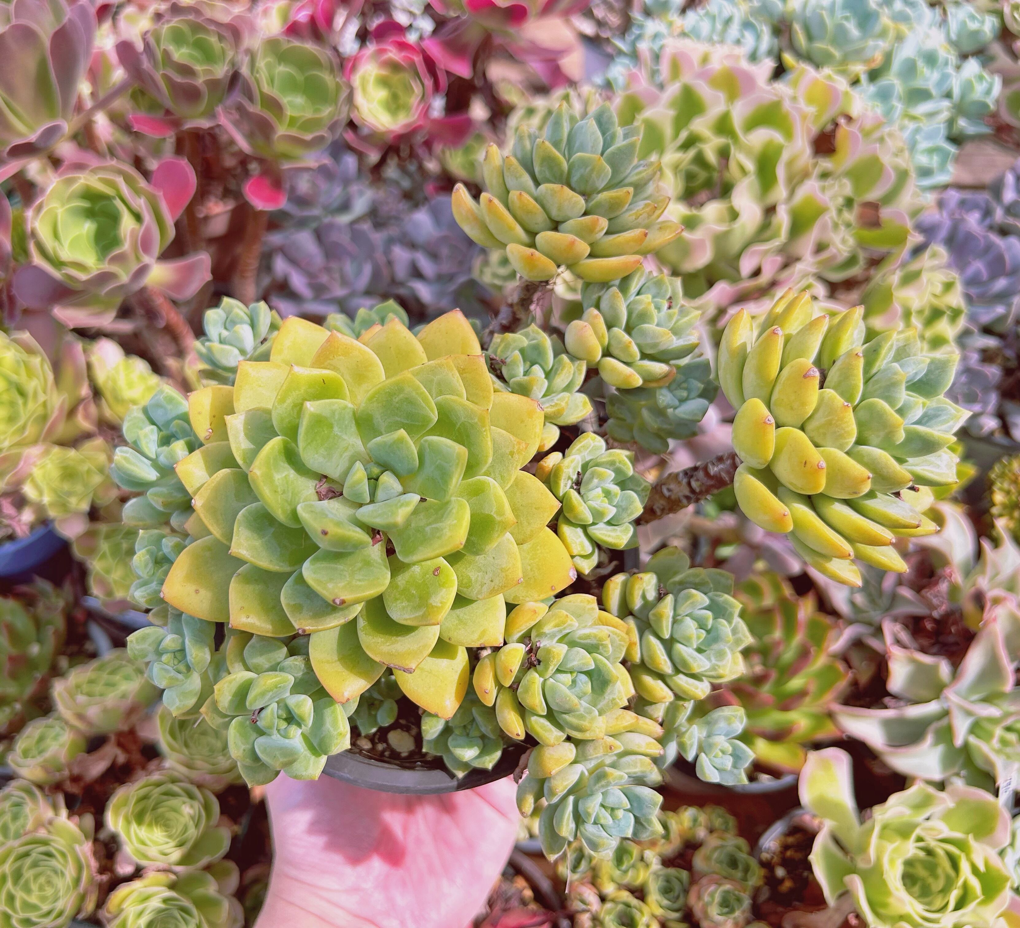 #1146現物　多肉植物　新品種　春の霜　特大　抜き苗