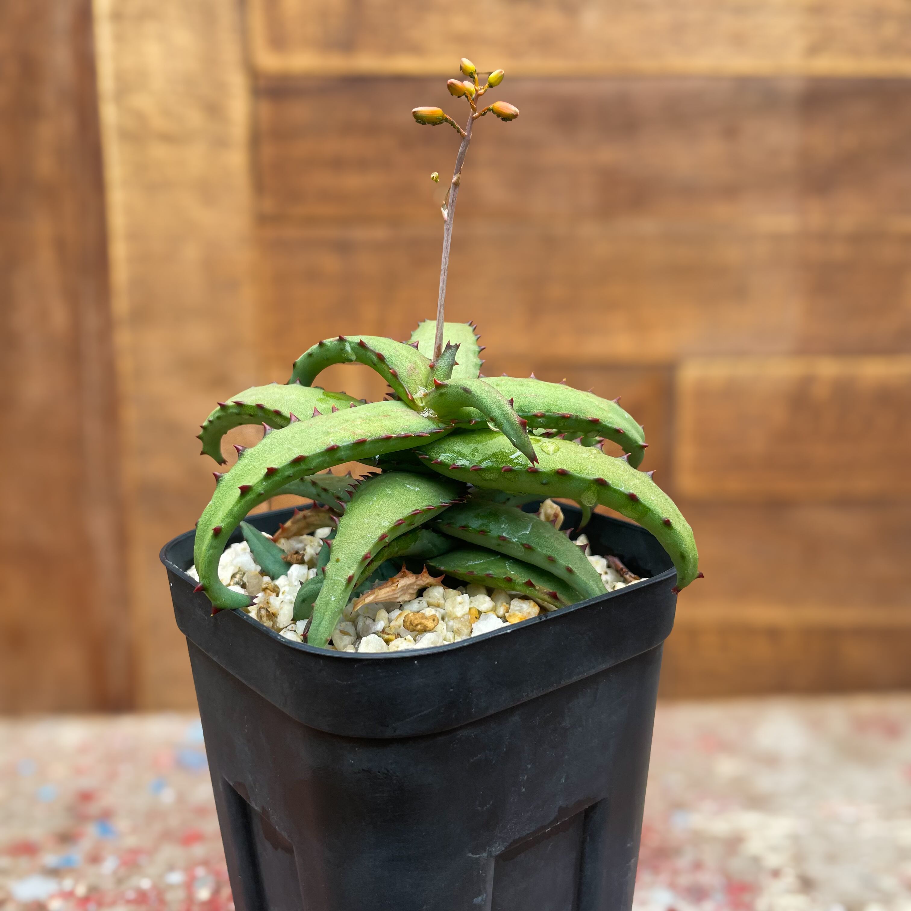 TCTAloe hybrid アロエ ハイブリッド 子株 第四種 潔く 