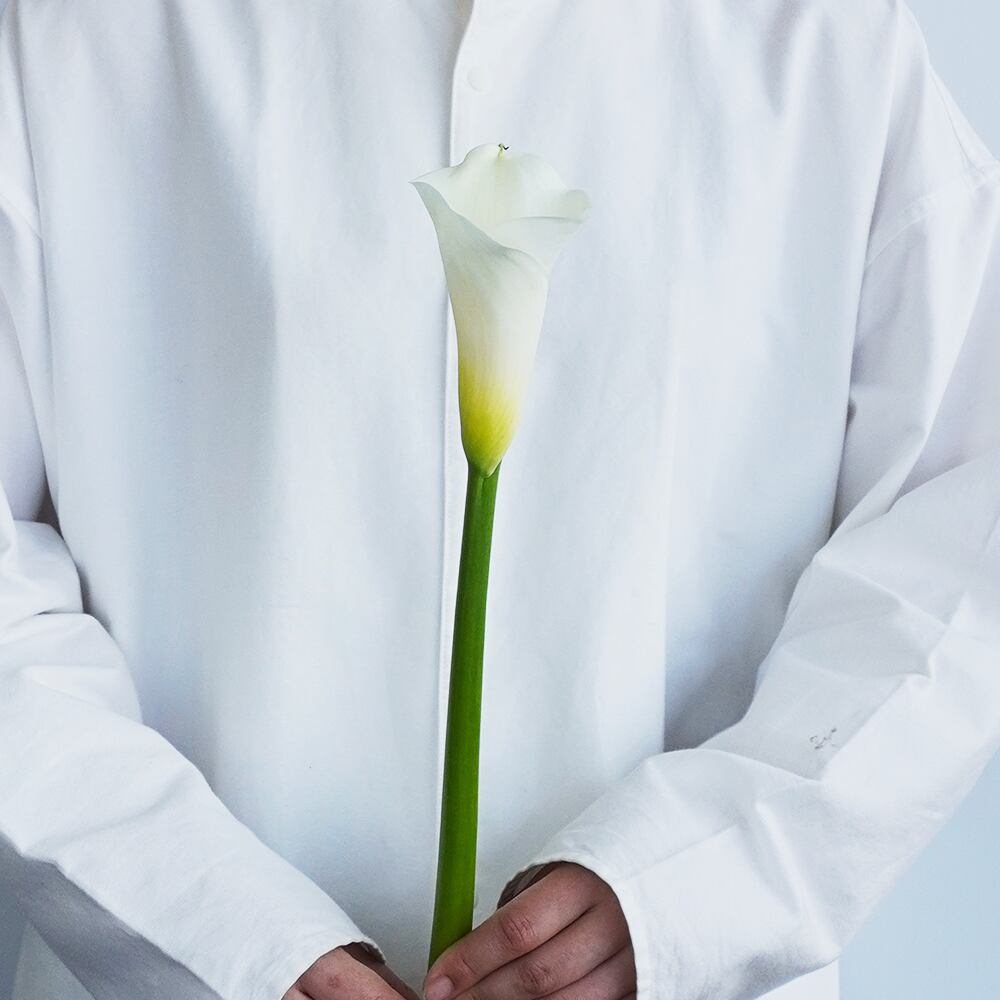 カラー ウェディングマーチ 5本 千葉県 君津市小糸花卉園芸組合 送料込 よいはな Yoihana 最高品質のお花をお届けするネット通販