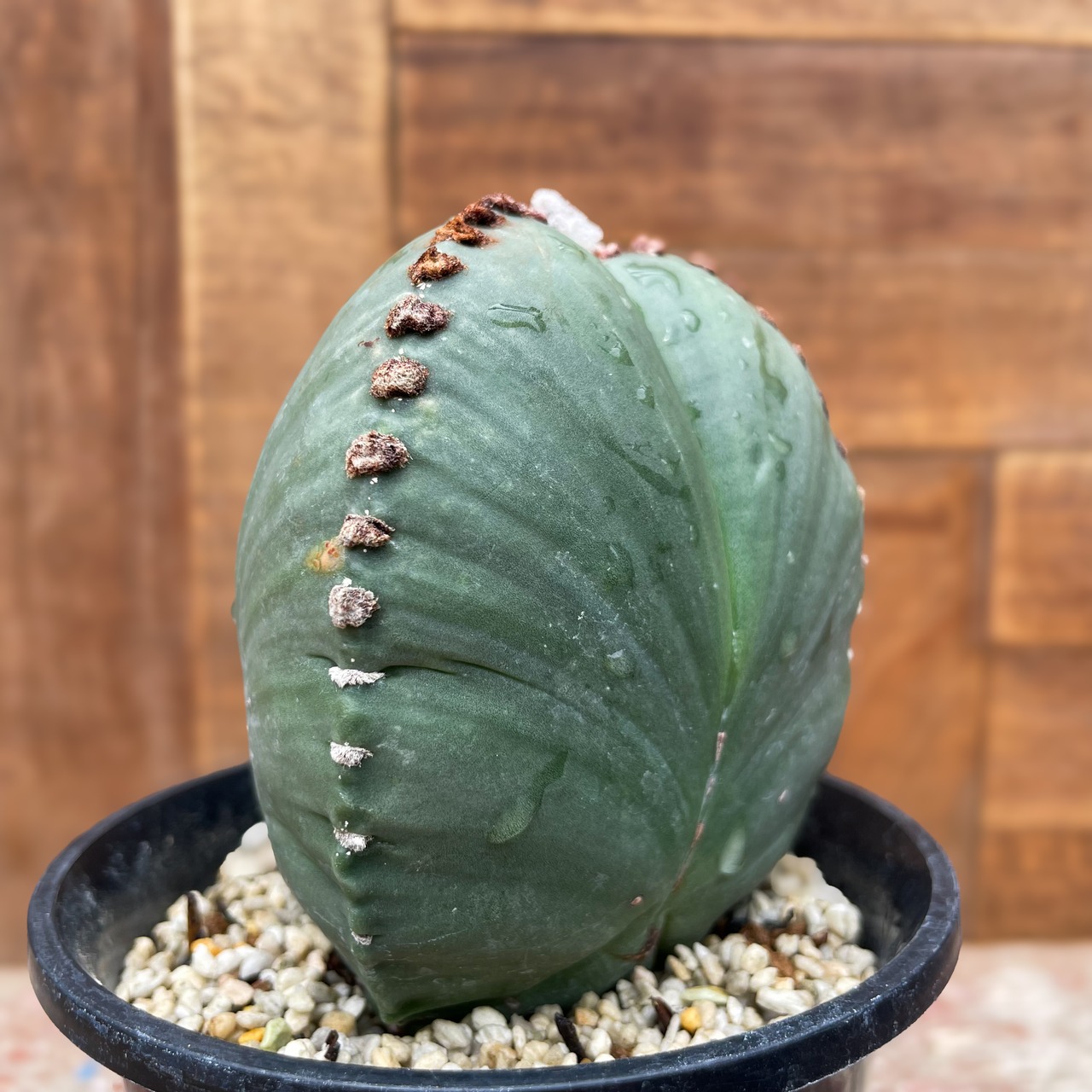Astrophytum 三角ヘキラン