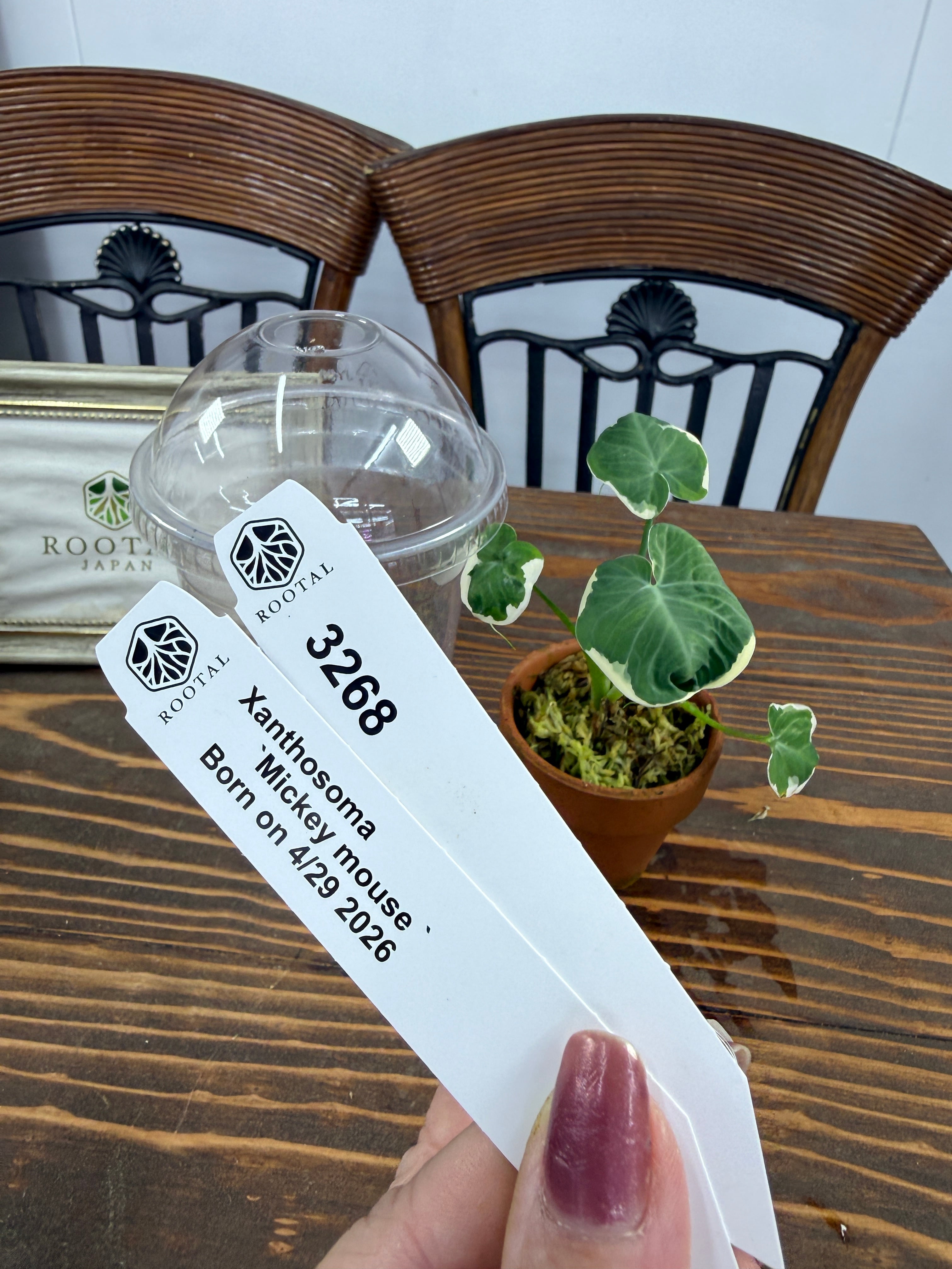 t*n様 ☘️4年間管理株☘️超レア☘️⭐️原生地採取⭐️torquatus/m ROOTALPLANTS