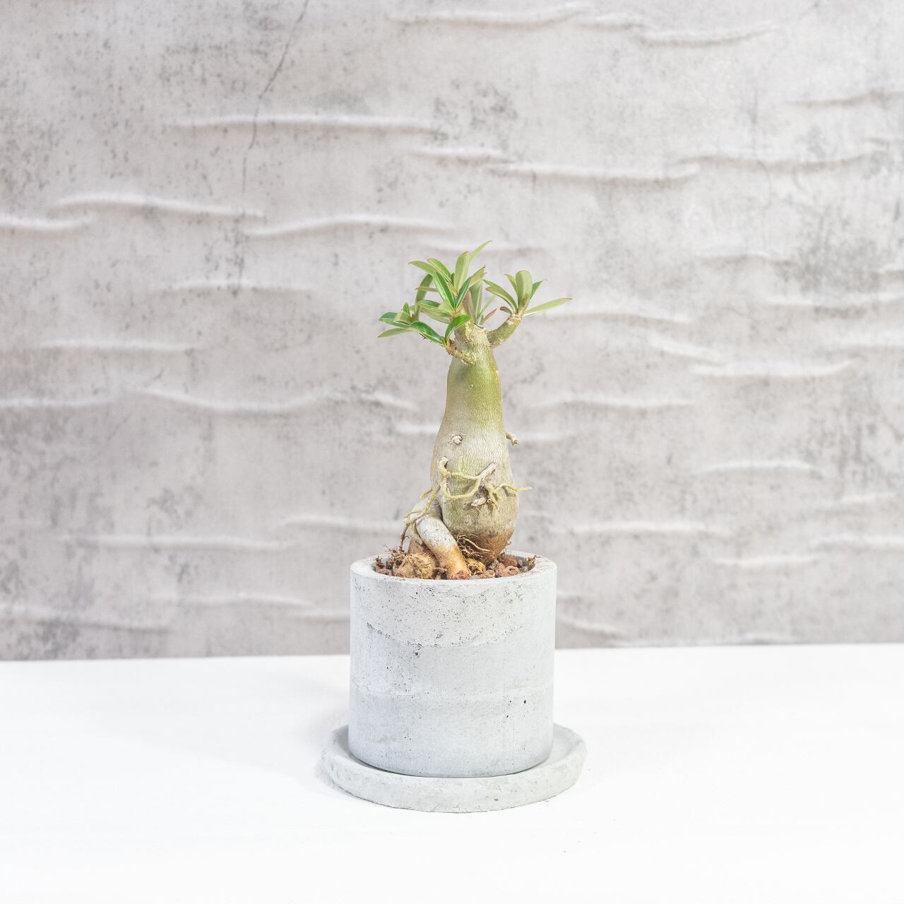 アデニウム・オベスム 幹肌の存在感とやわらかな新芽が映える塊根植物【モルタル鉢】 全国送料一律850円