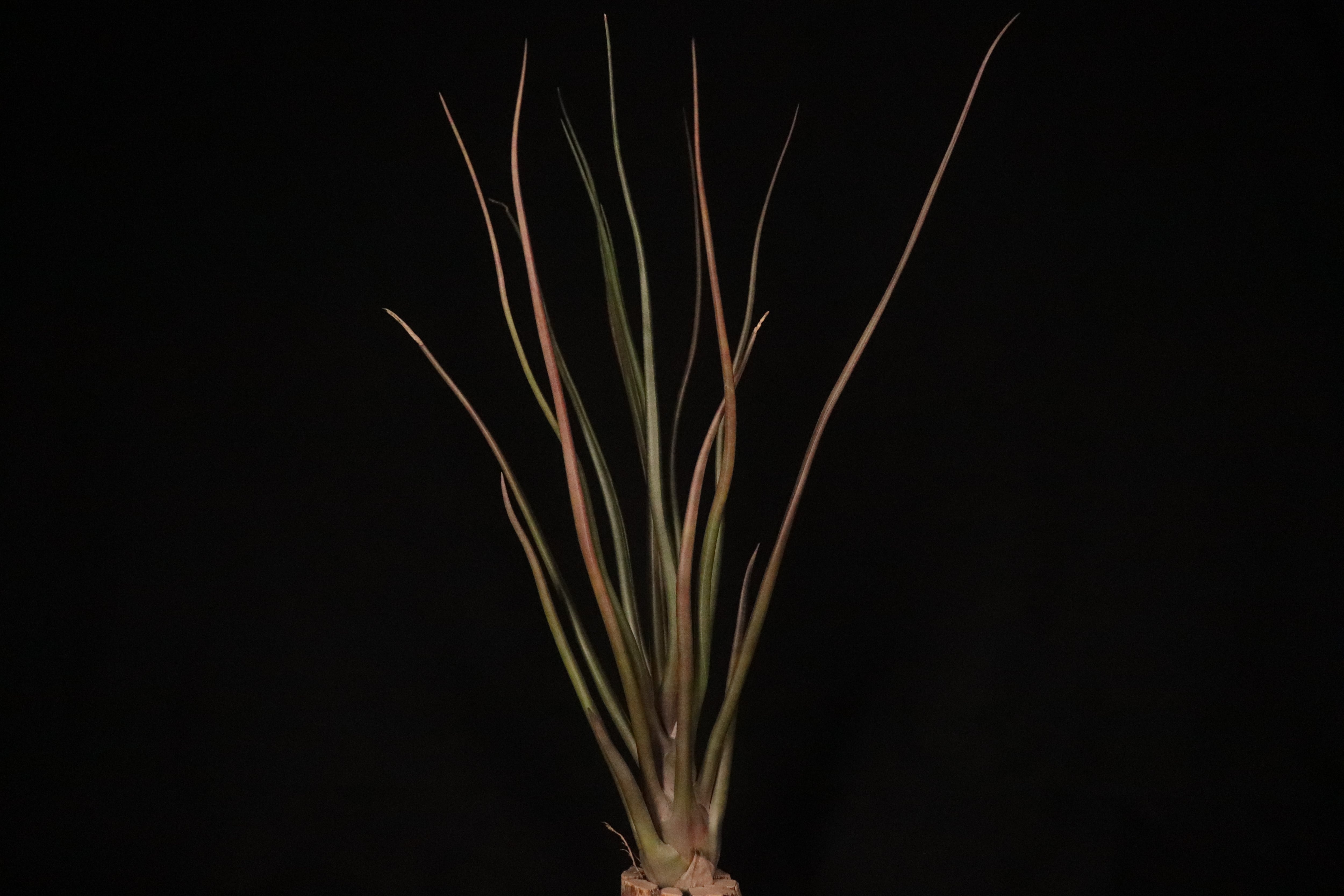 送料無料】'Kraken'〔エアプランツ〕現品発送T5147