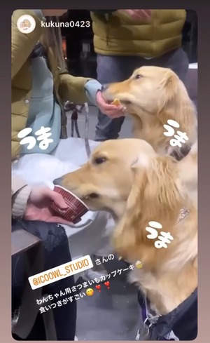 愛犬と一緒に食べる「さつまいも米粉シフォンケーキ」（2個入り）