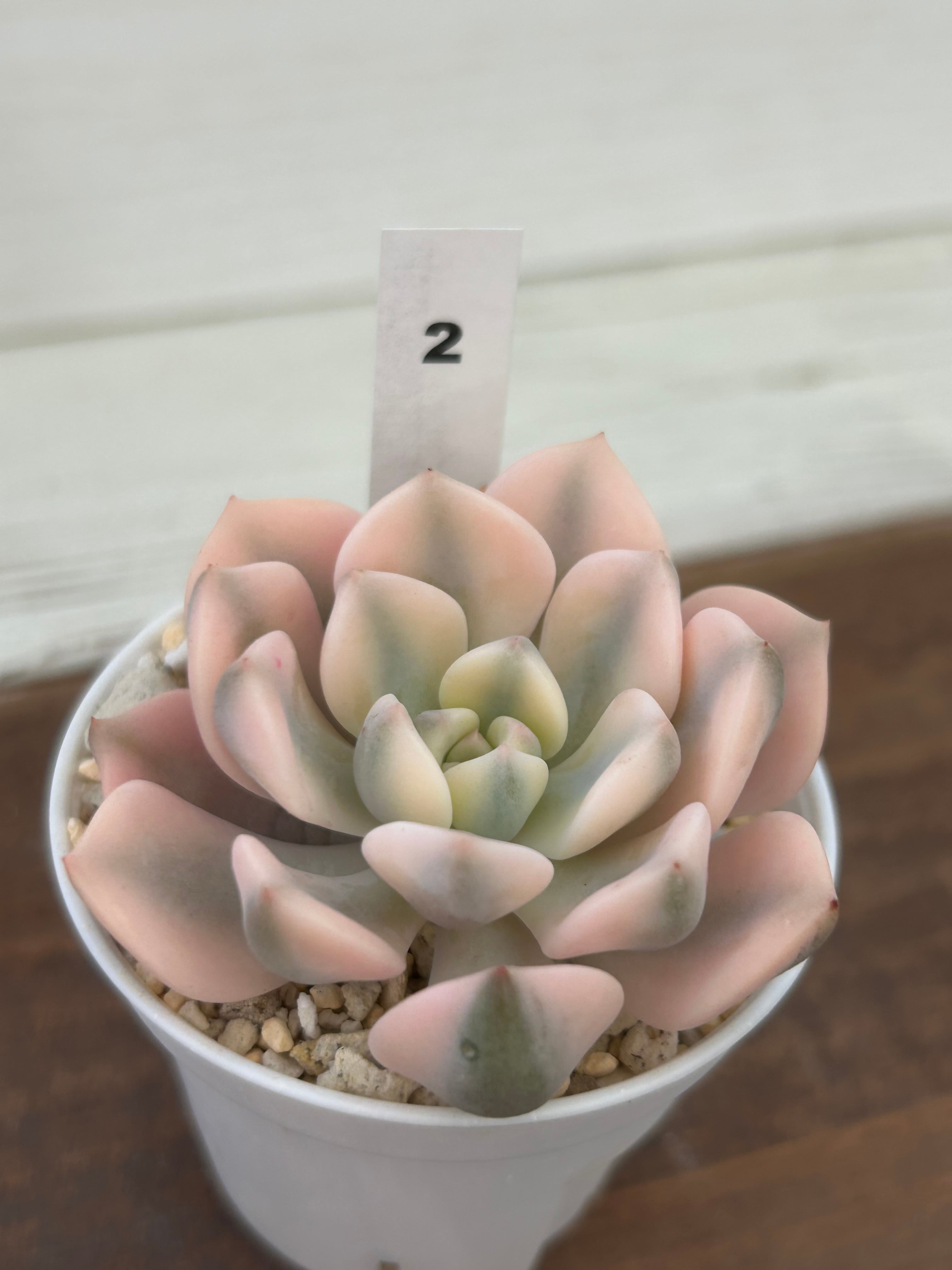 輸入苗 ☆ピンクレディ錦 No.2