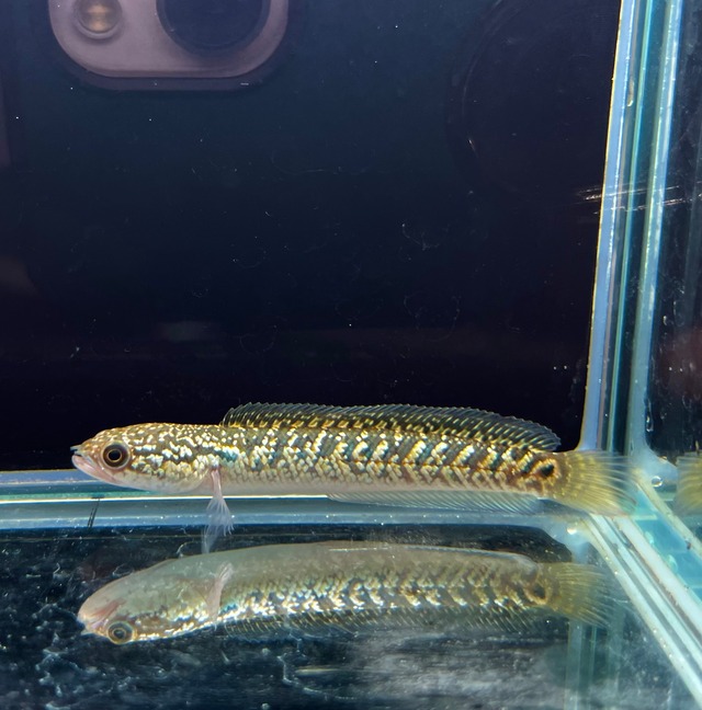 金天目 (金雷龍) Gold tenmoku コウタイ ゴールドテンモク No2