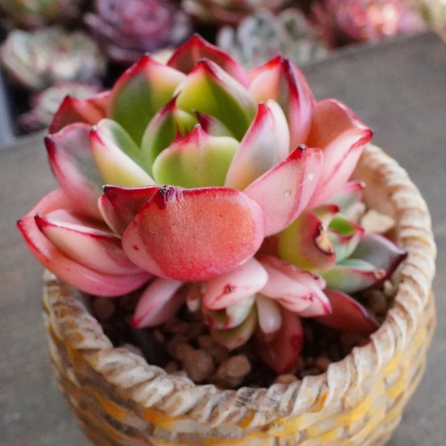 お正月SALE！　赤　斑入り　美苗【フラメンコ錦】エケベリア　韓国多肉