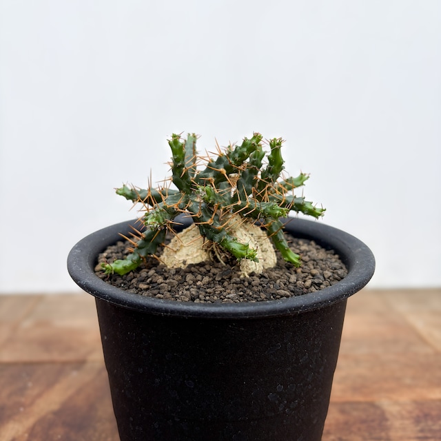 Euphorbia stellata ssp. micracantha【ユーフォルビア・ミクラカンサ】