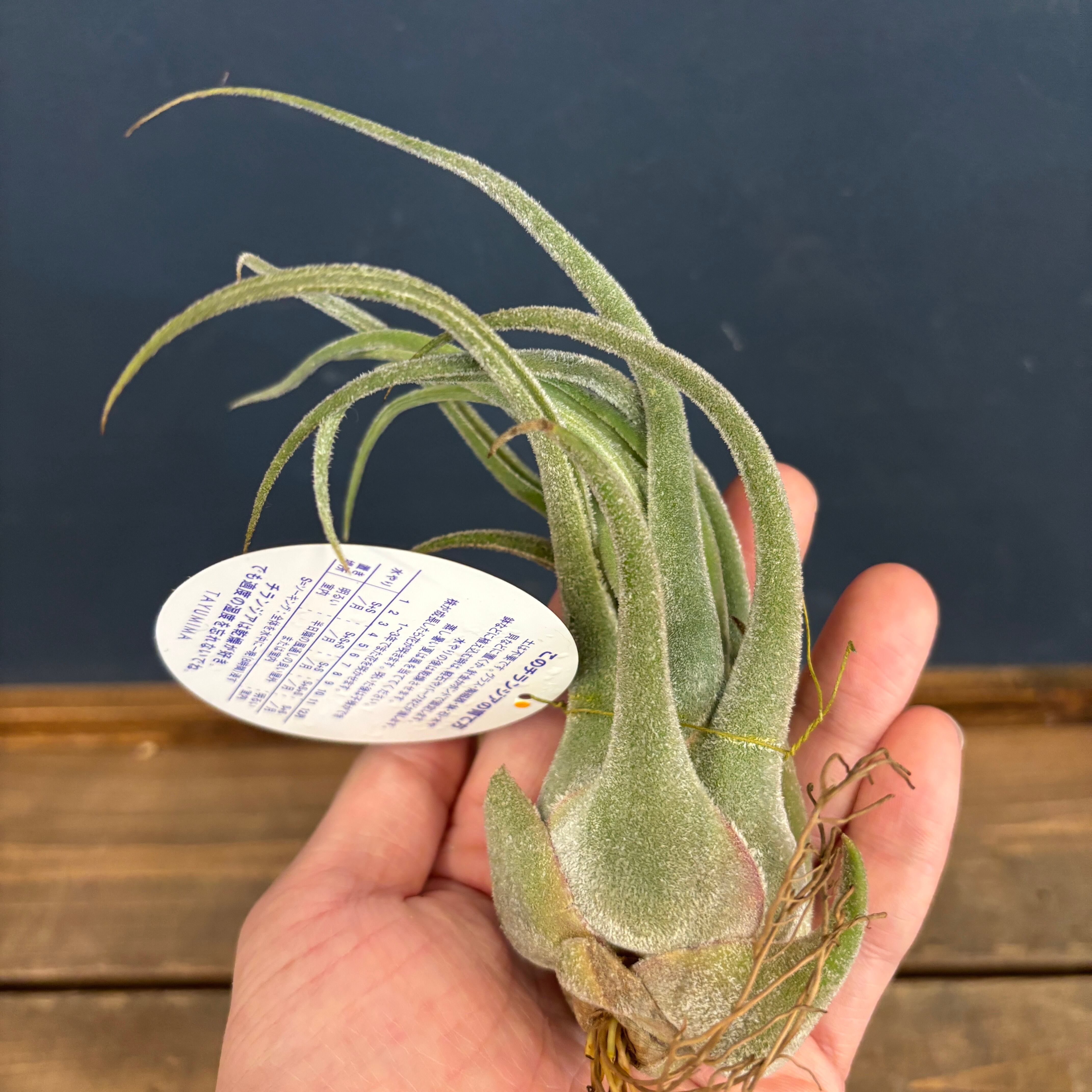 チランジア セレリアナ【999】