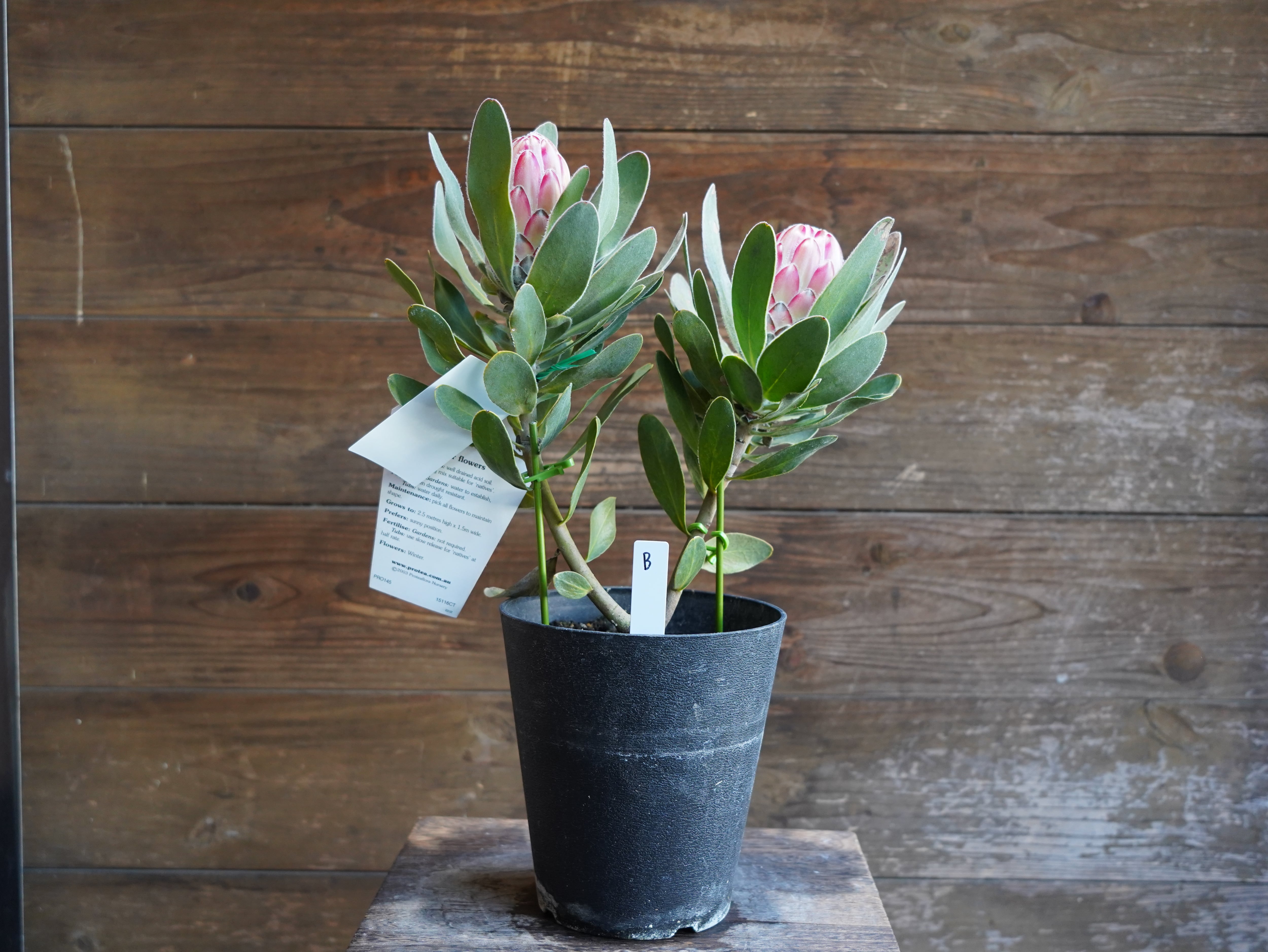 【現物】プロテア　"レッドバロン"　B