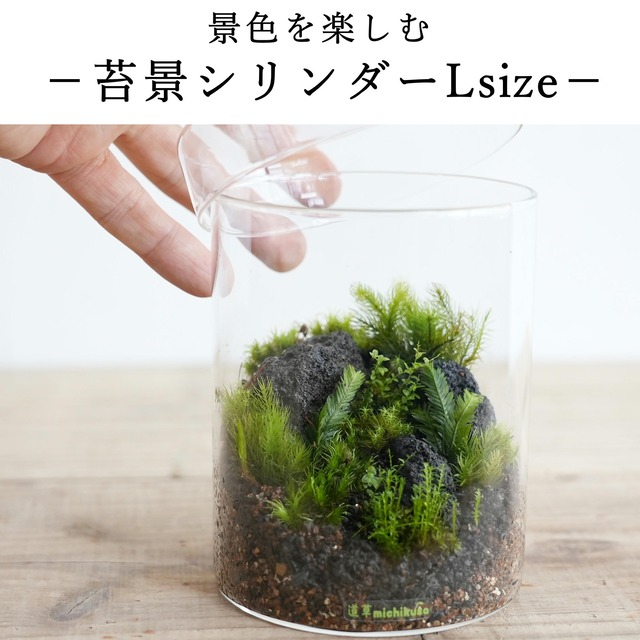 【景色を楽しむ苔テラリウム】苔景シリンダー　Ｌsize　◆プレゼントに人気
