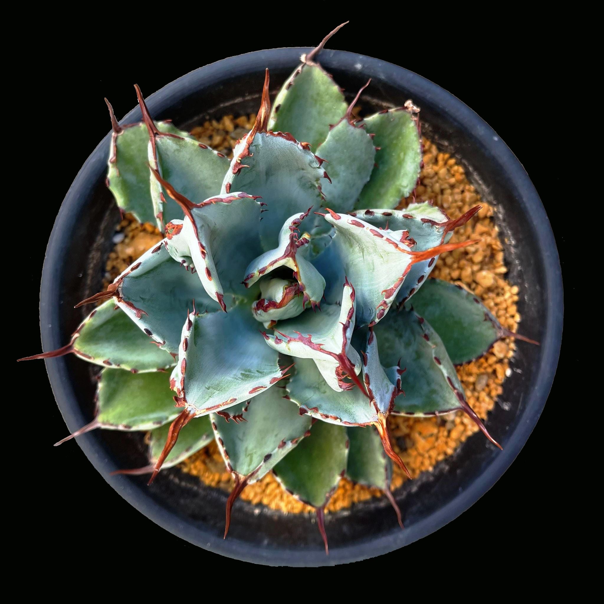 ☆テマカプリネンシス☆ 7号鉢　美株 ☆テマカプリネンシス☆ 7号鉢 美株 Amazon｜ITANSE アガベ テマ