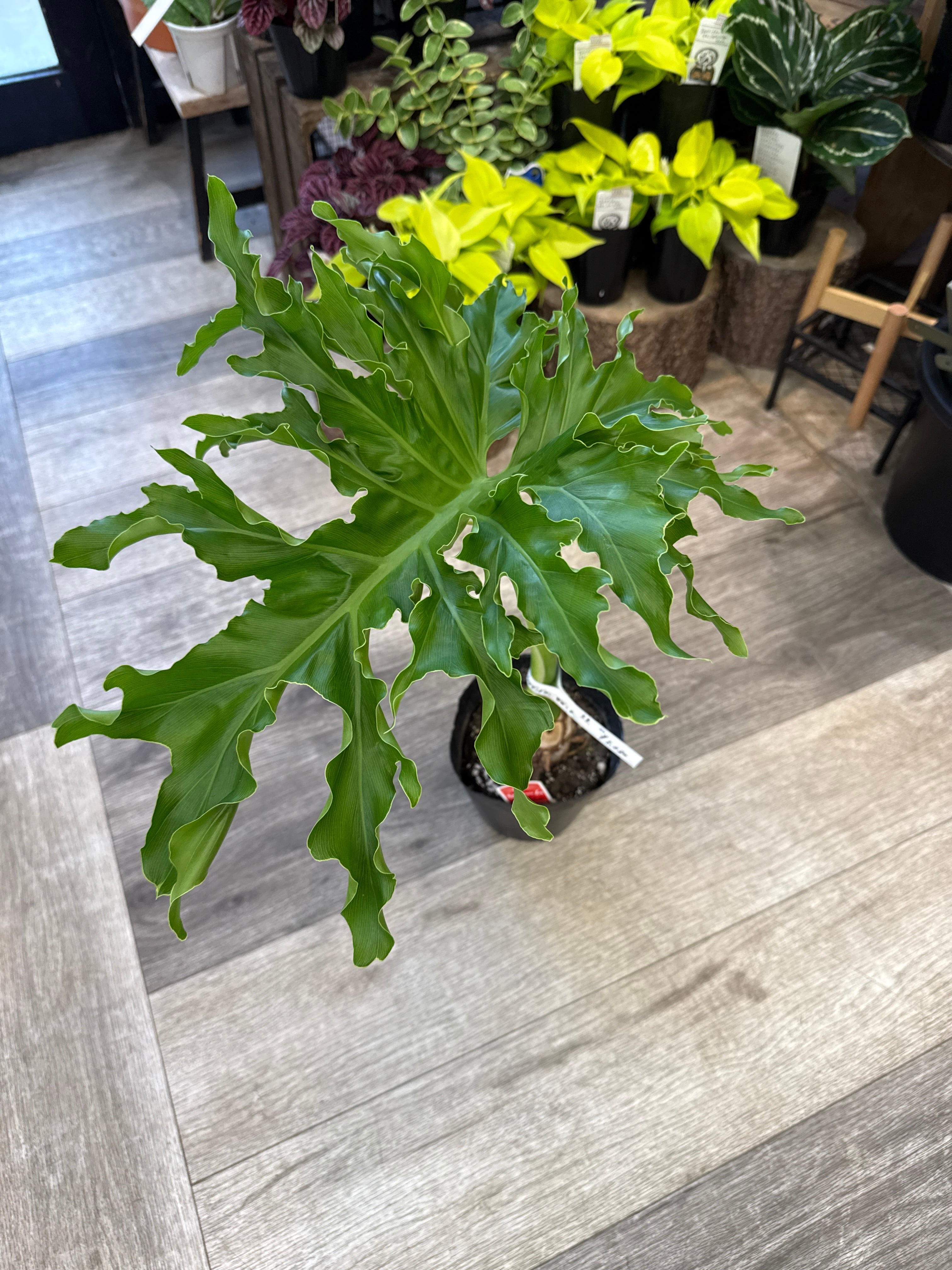 フィロデンドロン ジャンボリーフ セローム根上がり | Gardenえん